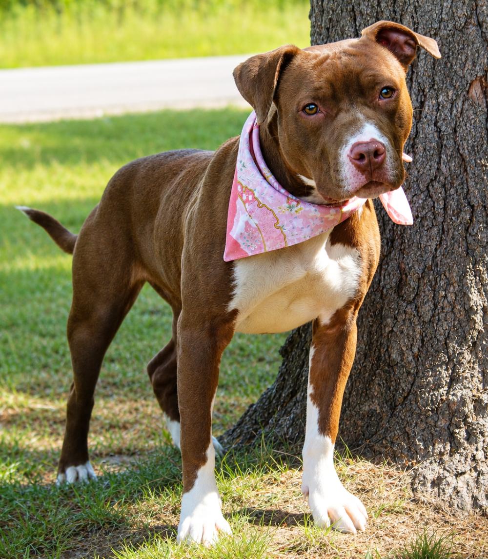 Enlarge Pippa, an adopted mixed breed in Cheboygan, MI image 3/6
