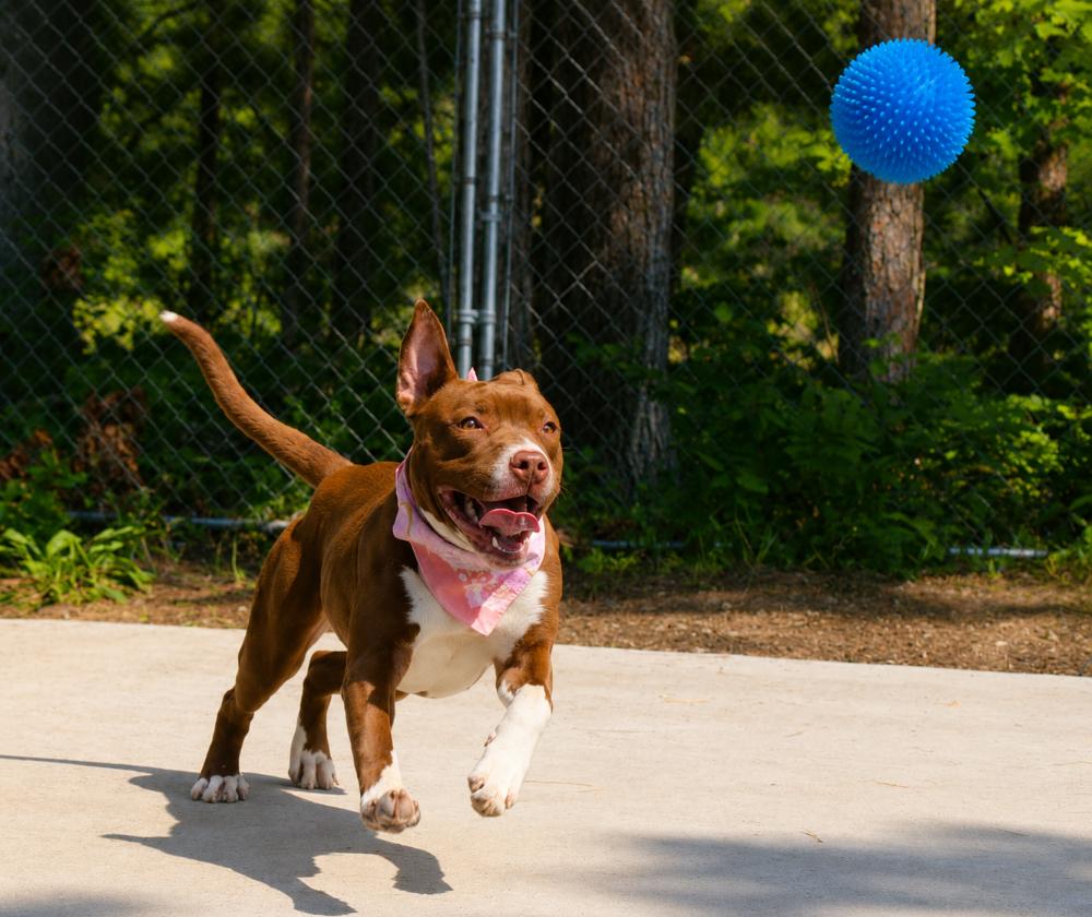 Enlarge Pippa, an adopted mixed breed in Cheboygan, MI image 4/6