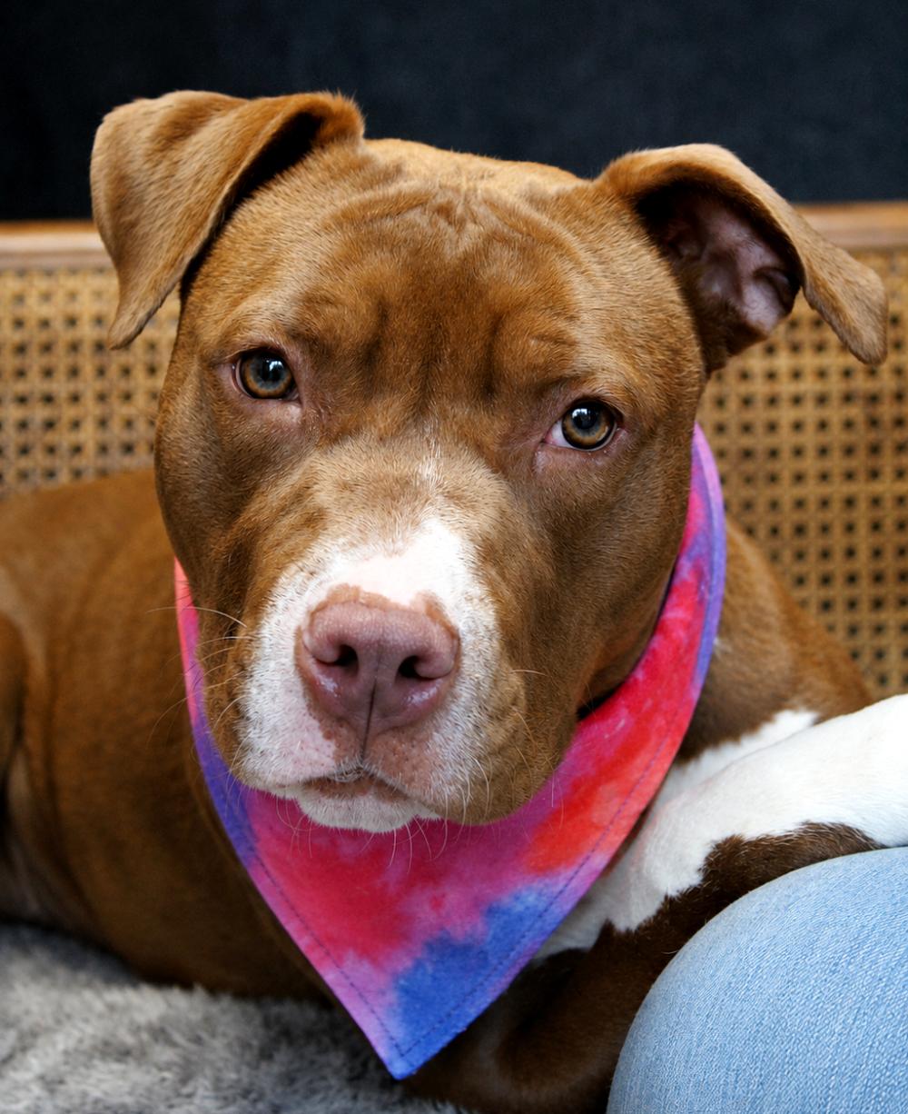 Pippa, adopted, Young Female Mixed Breed.