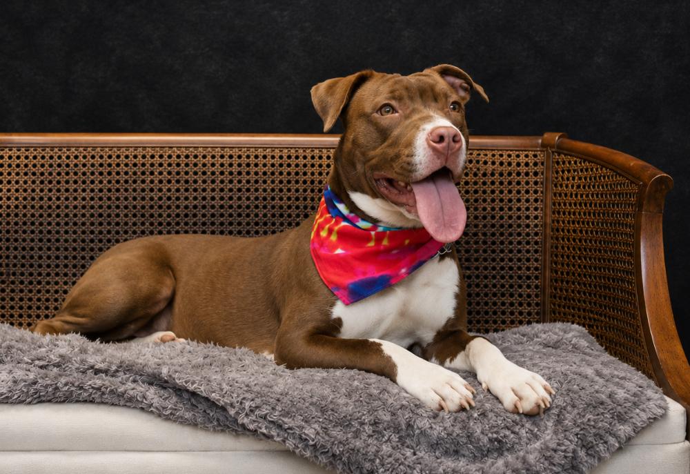 Enlarge Pippa, an adopted mixed breed in Cheboygan, MI image 6/6