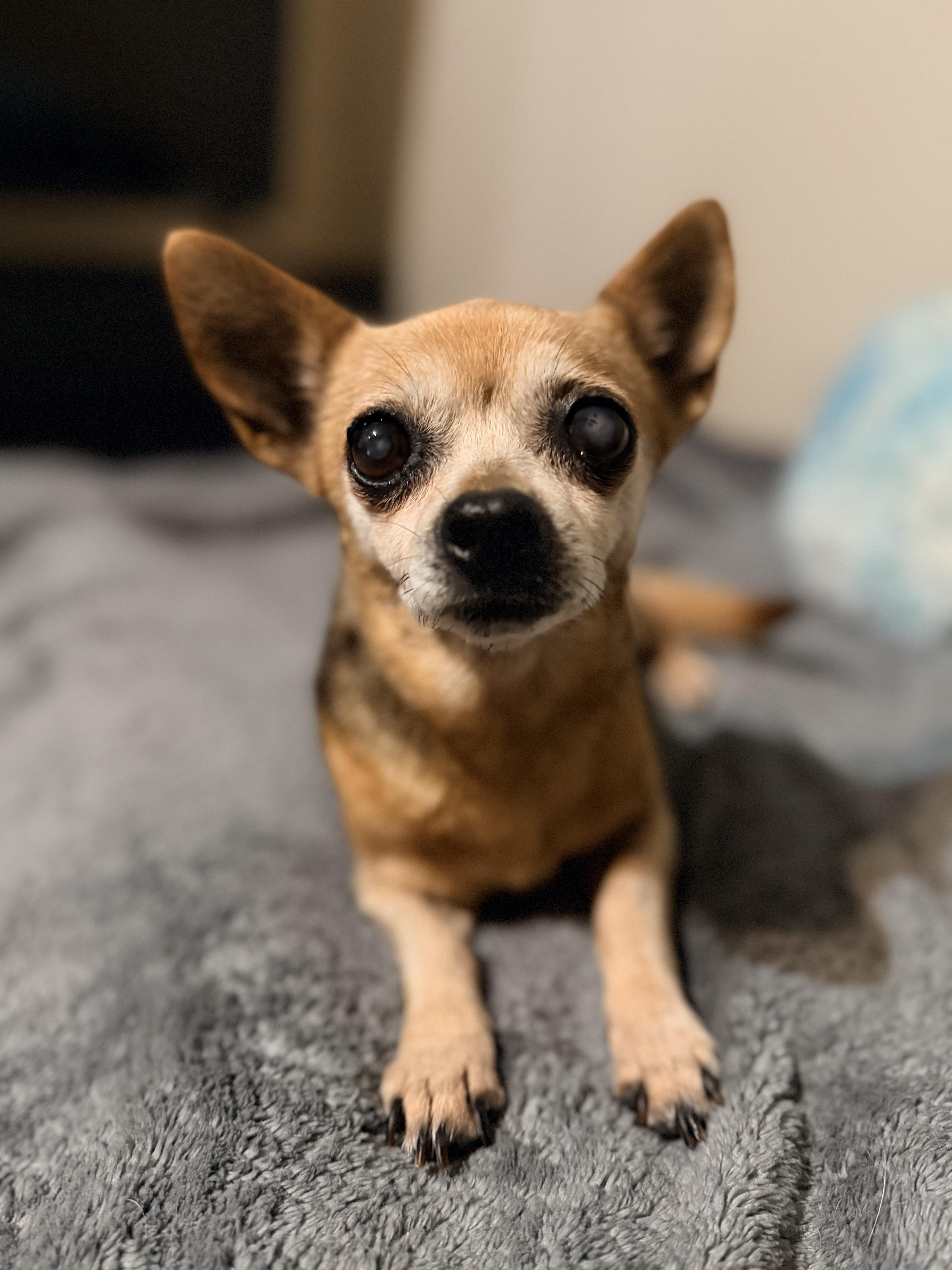 Mabel, ADOPTABLE, Senior Female Chihuahua.
