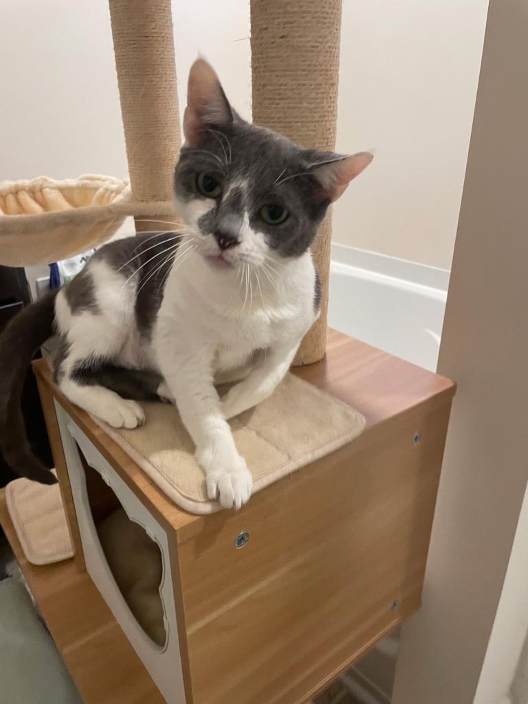 Enlarge Ivy, a Adoptable mixed breed in Evans, GA image 2/5