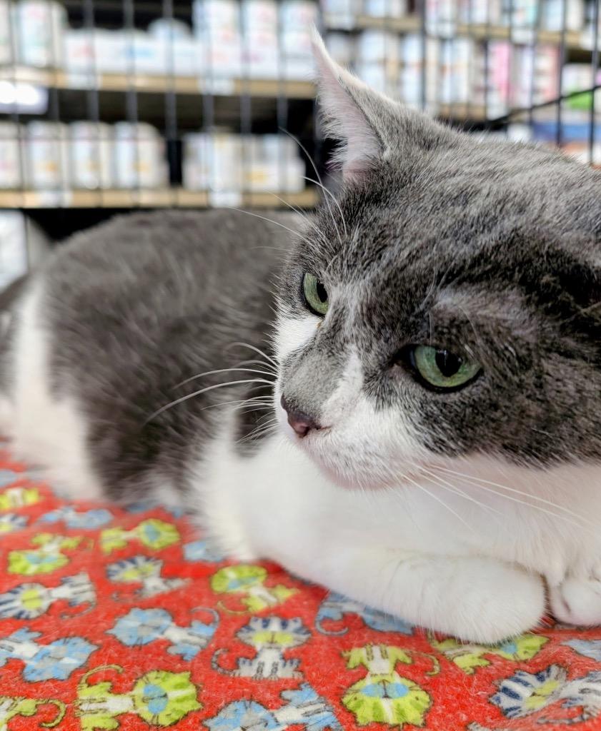 Enlarge Ivy, a Adoptable mixed breed in Evans, GA image 3/5