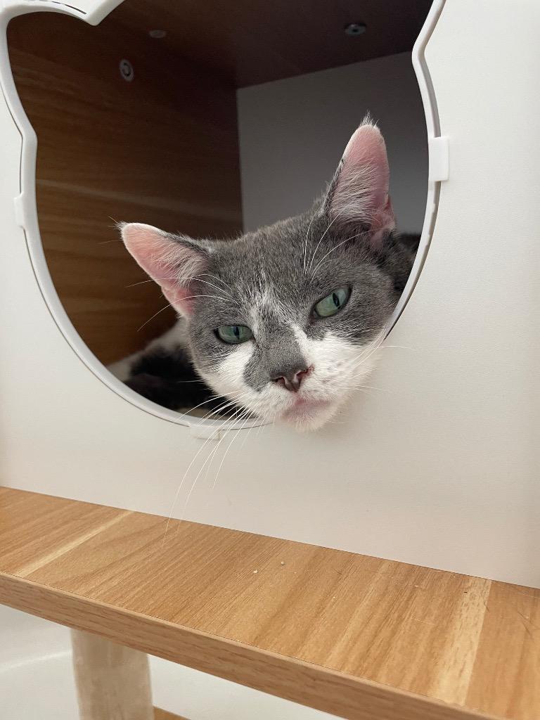 Enlarge Ivy, a Adoptable mixed breed in Evans, GA image 4/5