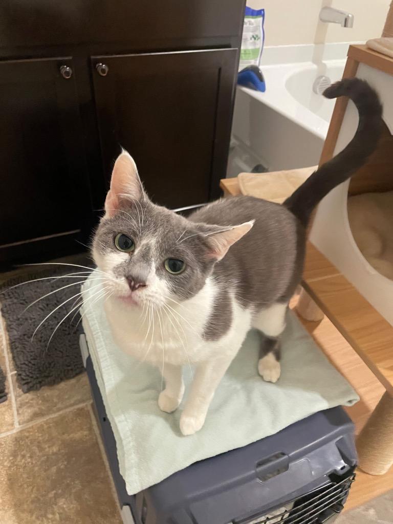 Enlarge Ivy, a Adoptable mixed breed in Evans, GA image 5/5