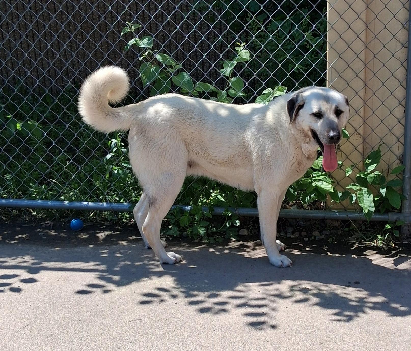 ATHENA, a ADOPTABLE Anatolian Shepherd in Little Falls, MN image 2/5