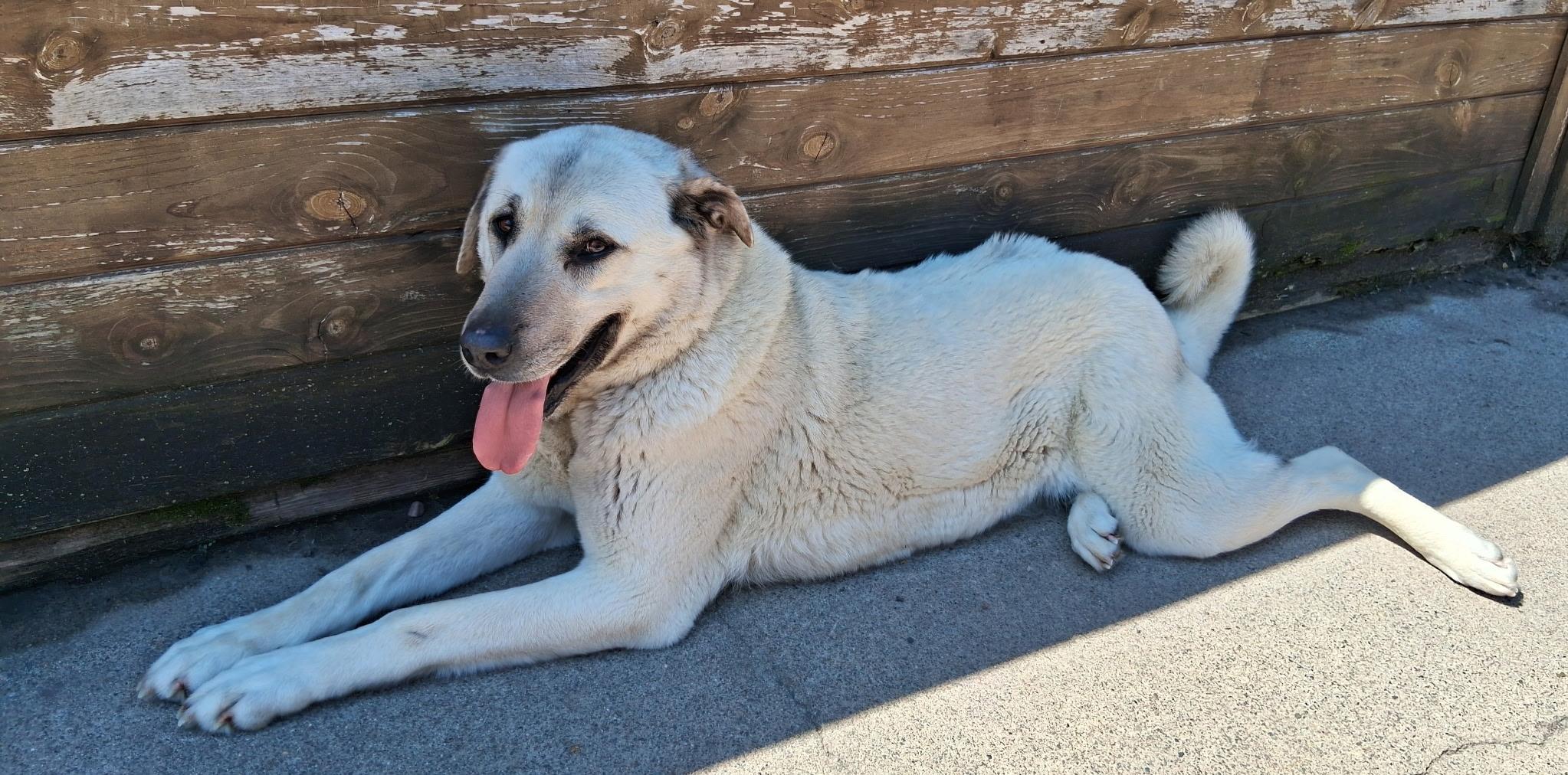 ATHENA, a ADOPTABLE Anatolian Shepherd in Little Falls, MN image 5/5