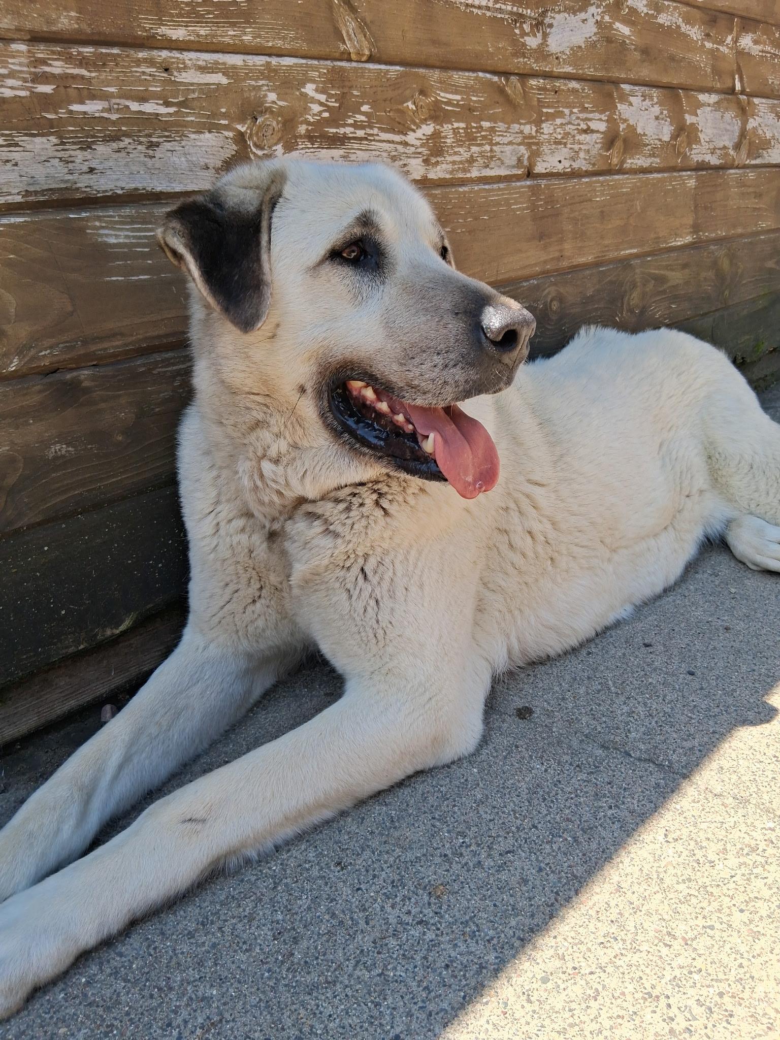 ATHENA, ADOPTABLE, Adult Female Anatolian Shepherd.