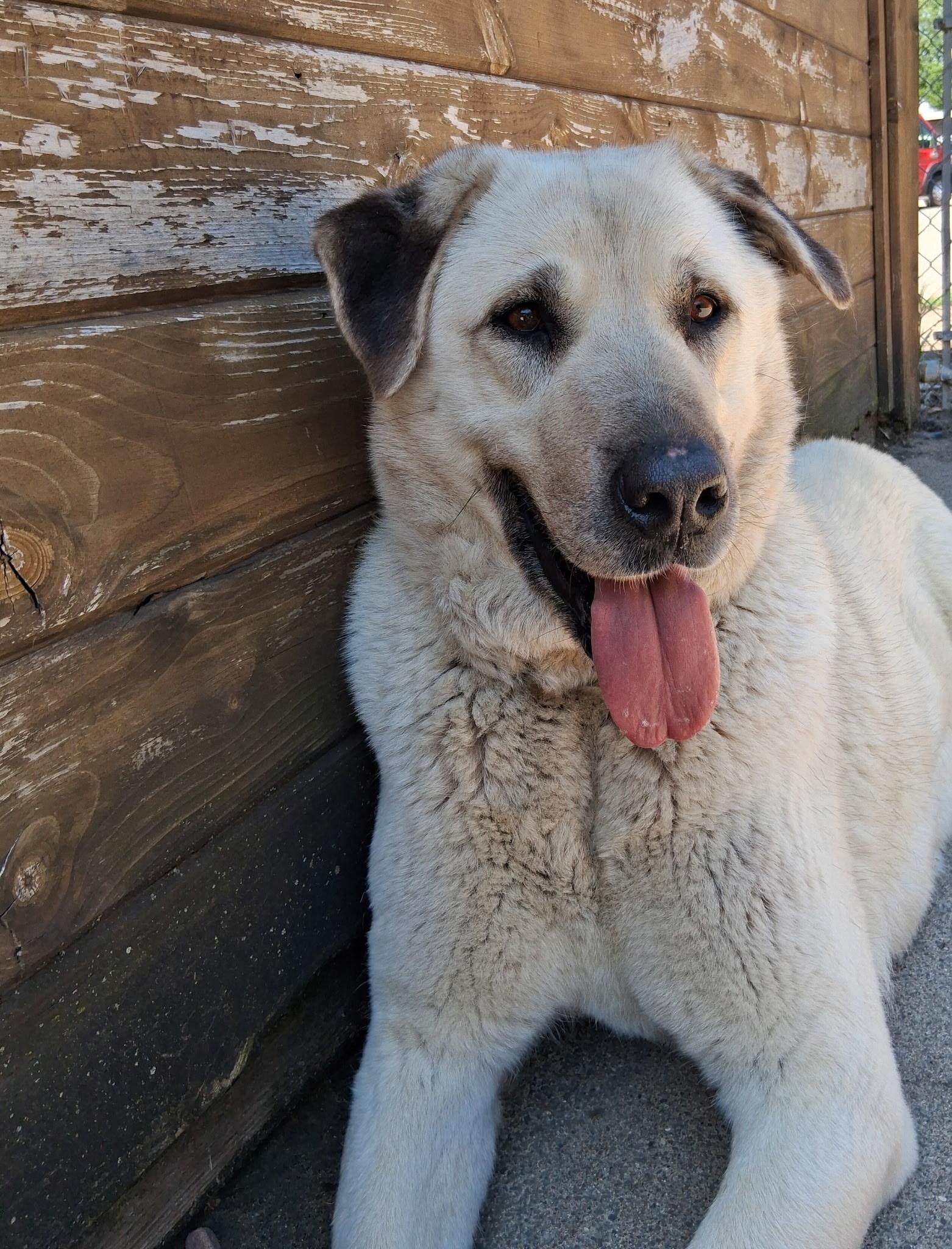 ATHENA, a ADOPTABLE Anatolian Shepherd in Little Falls, MN image 3/5