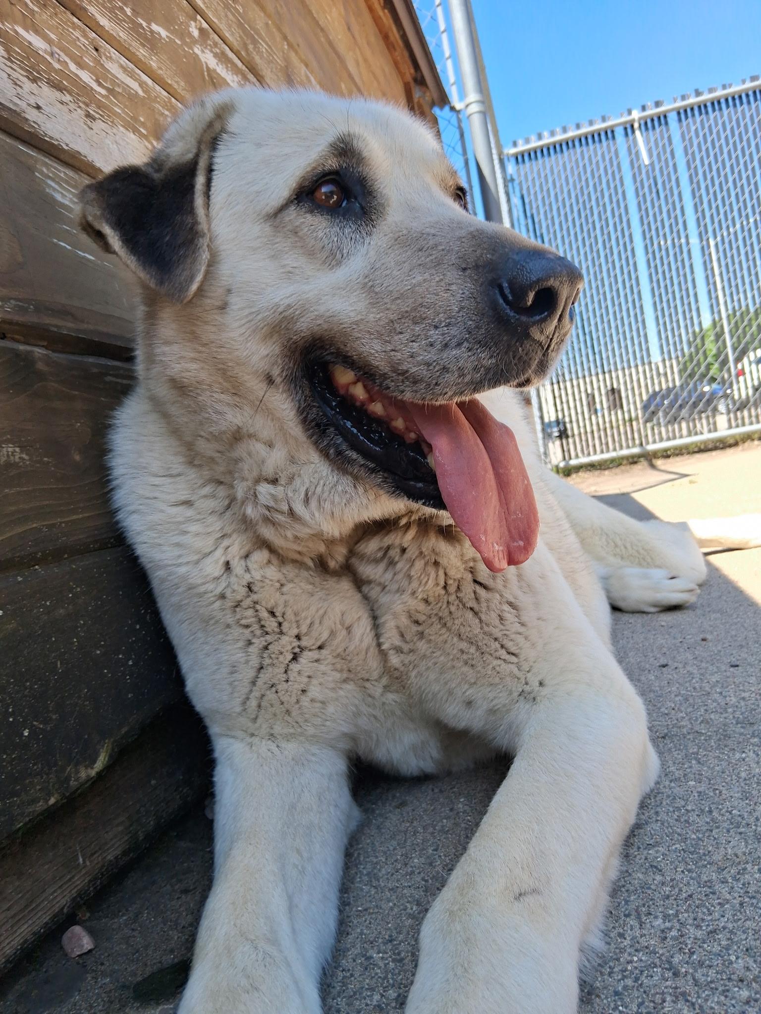 ATHENA, a ADOPTABLE Anatolian Shepherd in Little Falls, MN image 4/5
