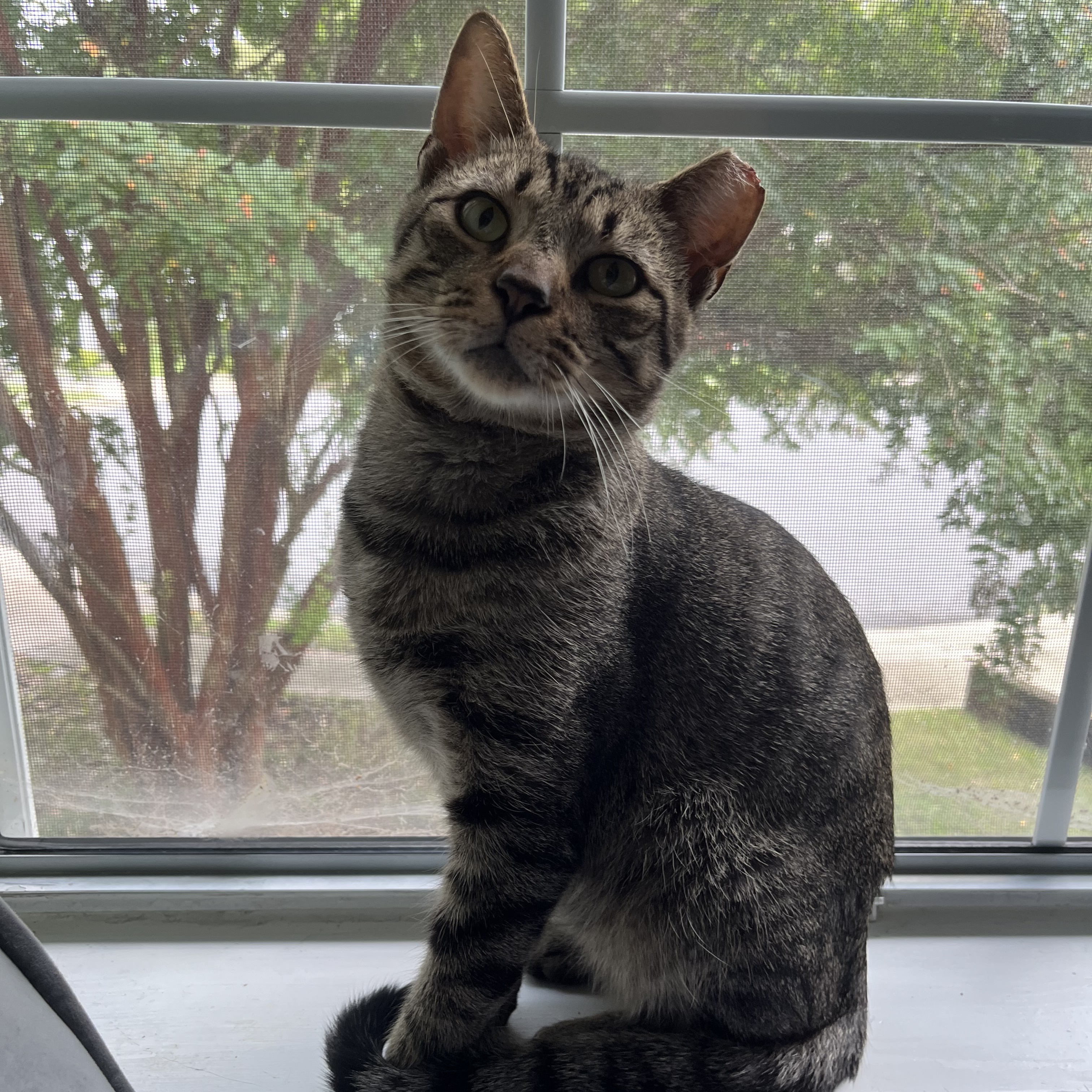 Cat for adoption Finn 2.0, a Domestic Short Hair in Richmond, VA