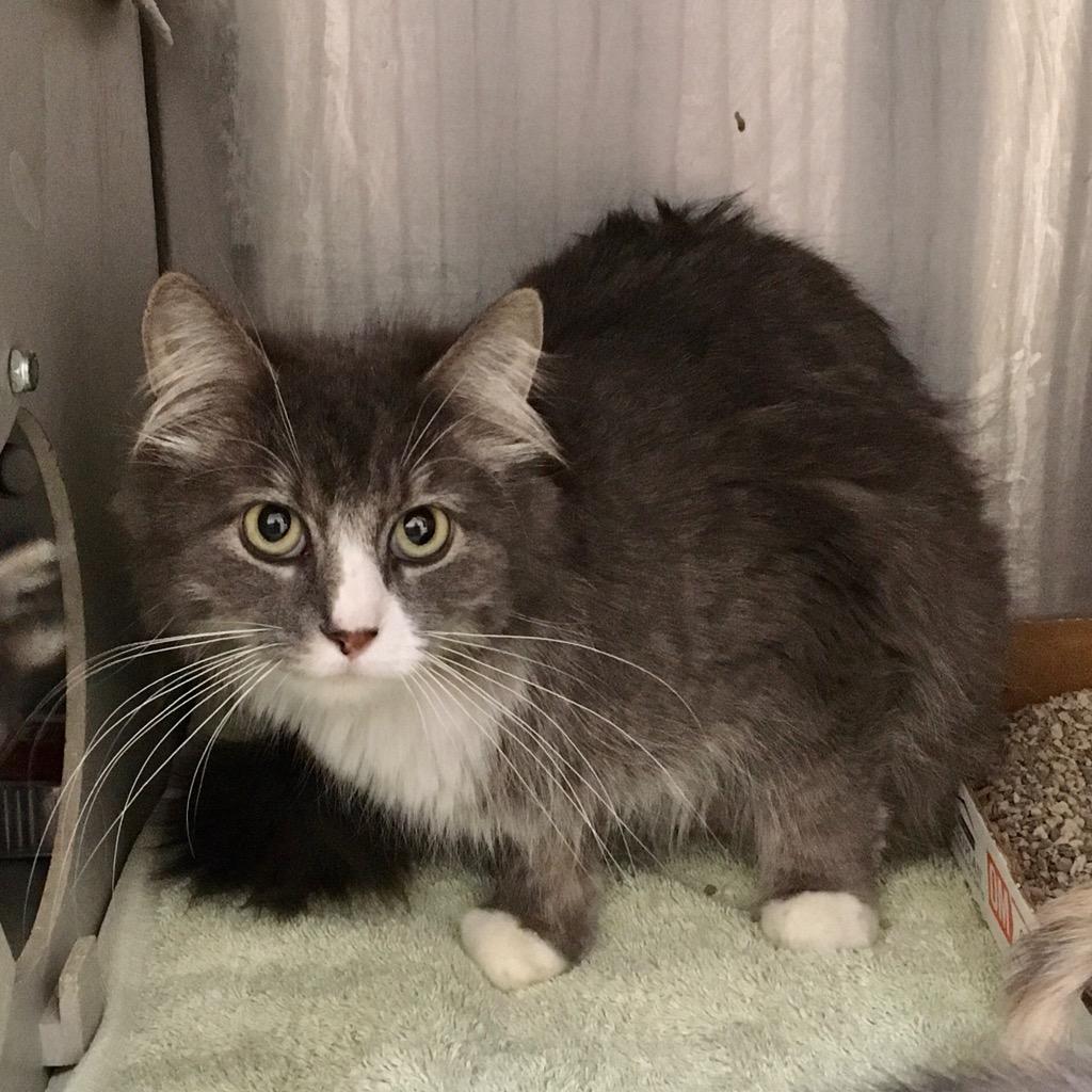 S Mama 26-0422, Adoptable, Young Female Domestic Long Hair.