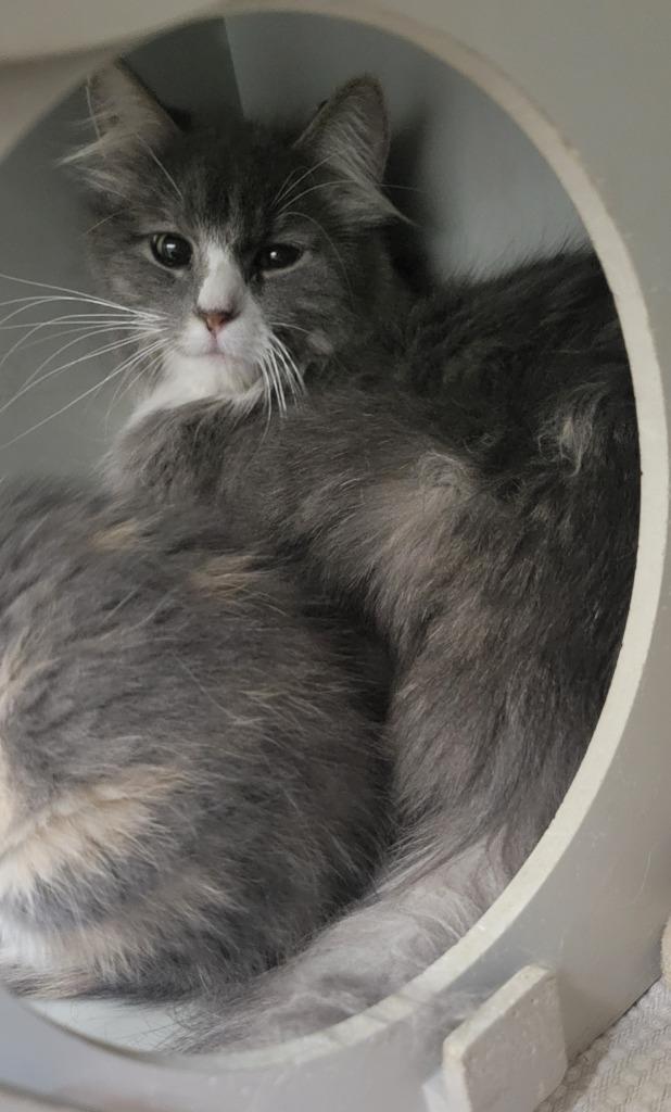 Enlarge S Mama 26-0422, a Adoptable mixed breed in Heber City, UT image 2/2