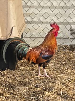 Enlarge Tad, a Adoptable Chicken in Roseville, CA image 1/1