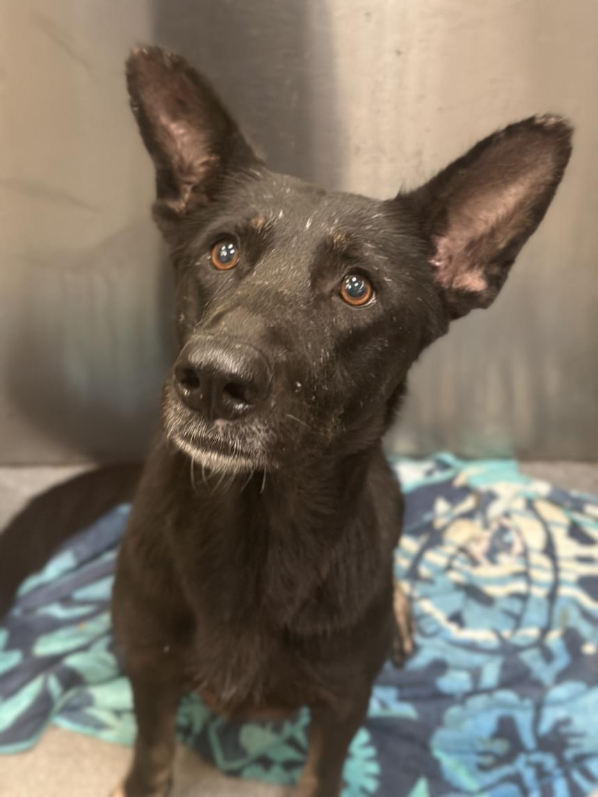 SPUD, Adoptable, Adult Female German Shepherd Dog.