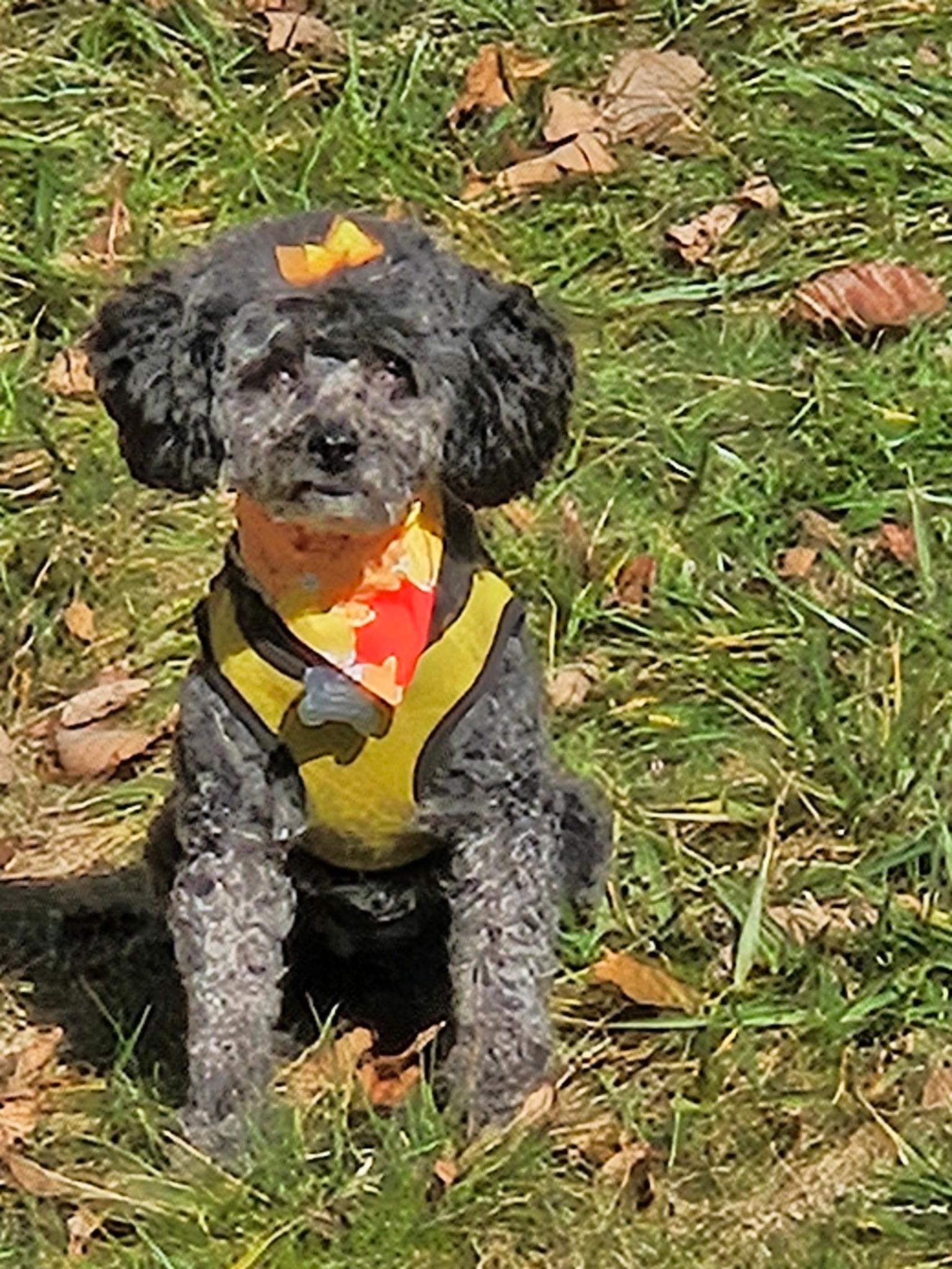 Junebug “Junie”, Adoptable, Adult Female Poodle.