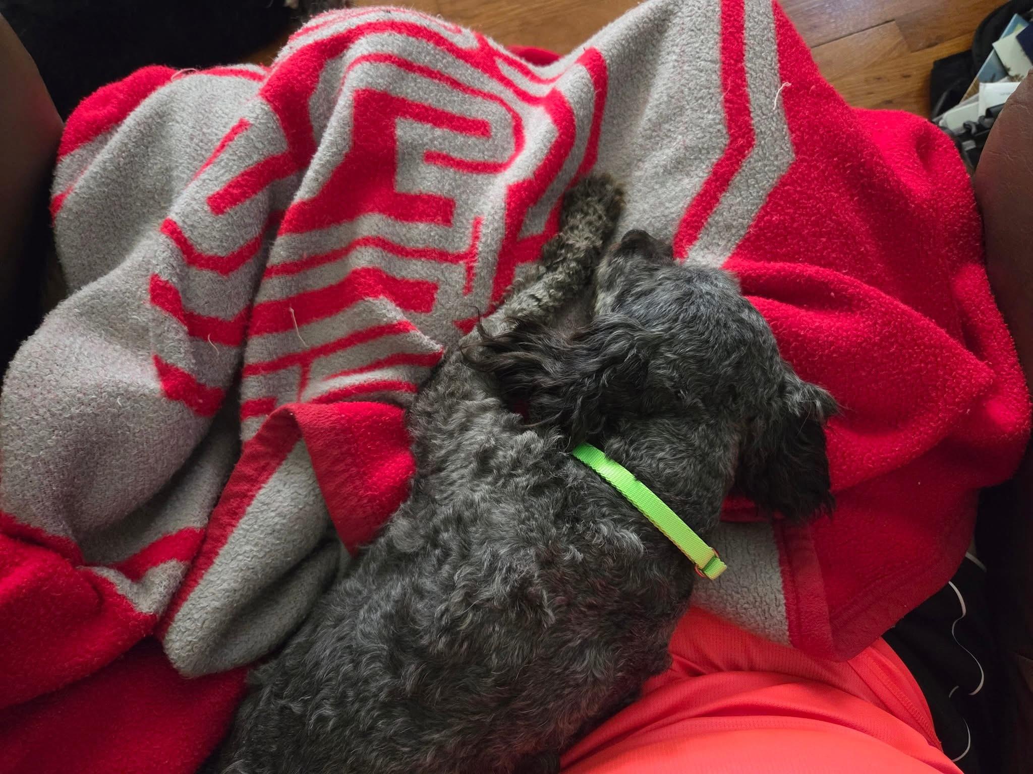 Junebug “Junie”