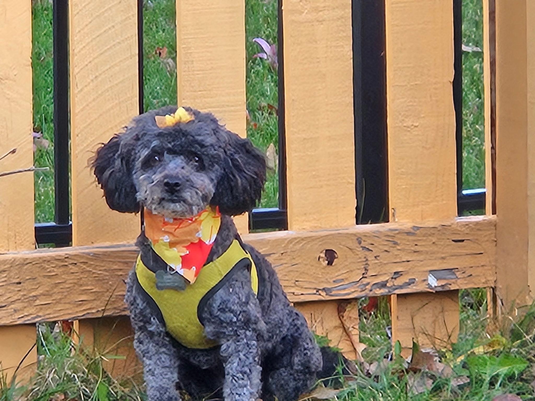 Junebug “Junie”, a Adoptable Poodle in Dayton, OH image 2/5