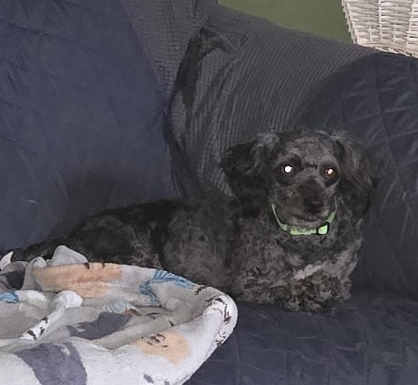 Junebug “Junie”