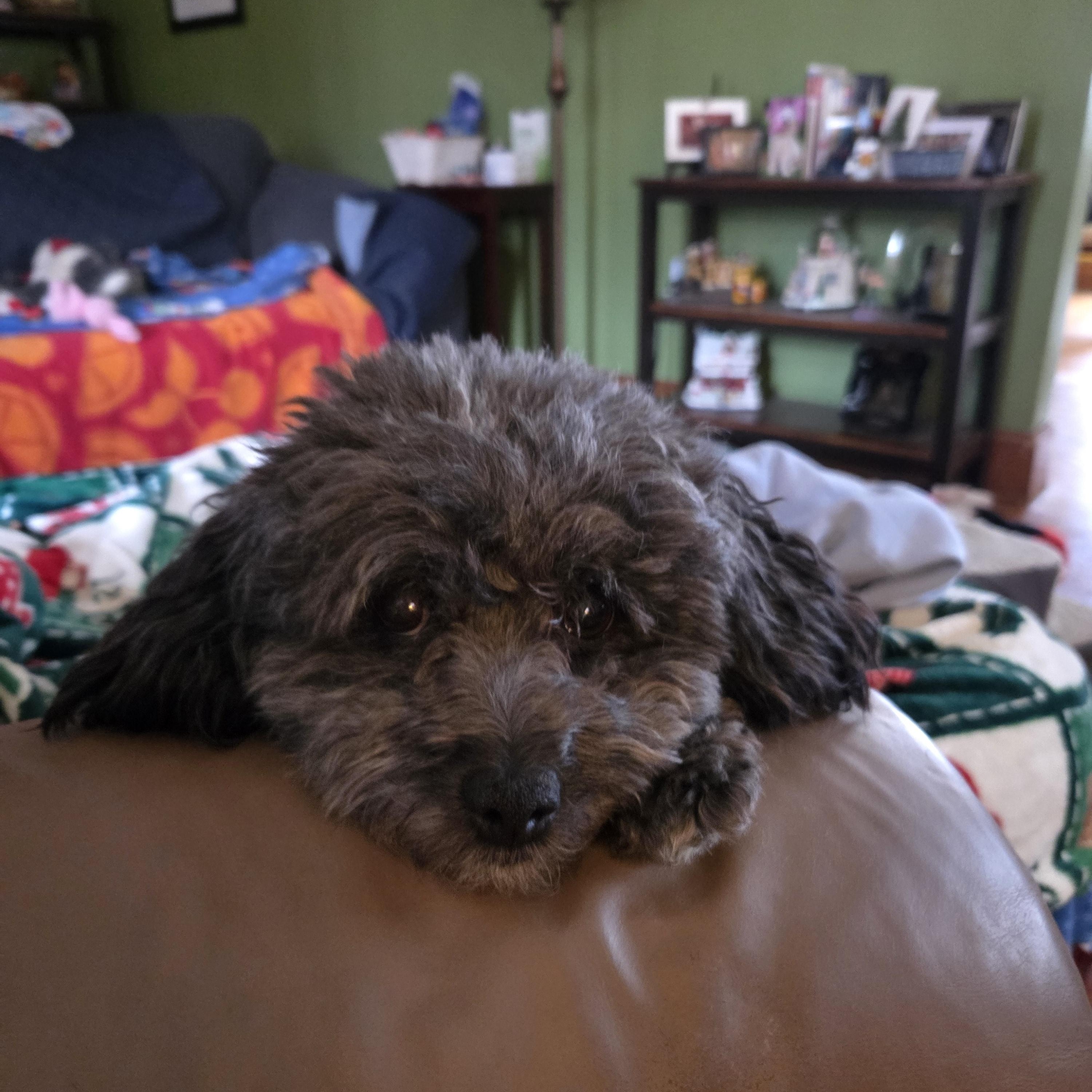 Enlarge Junebug “Junie”, an adopted Poodle in Dayton, OH image 5/5