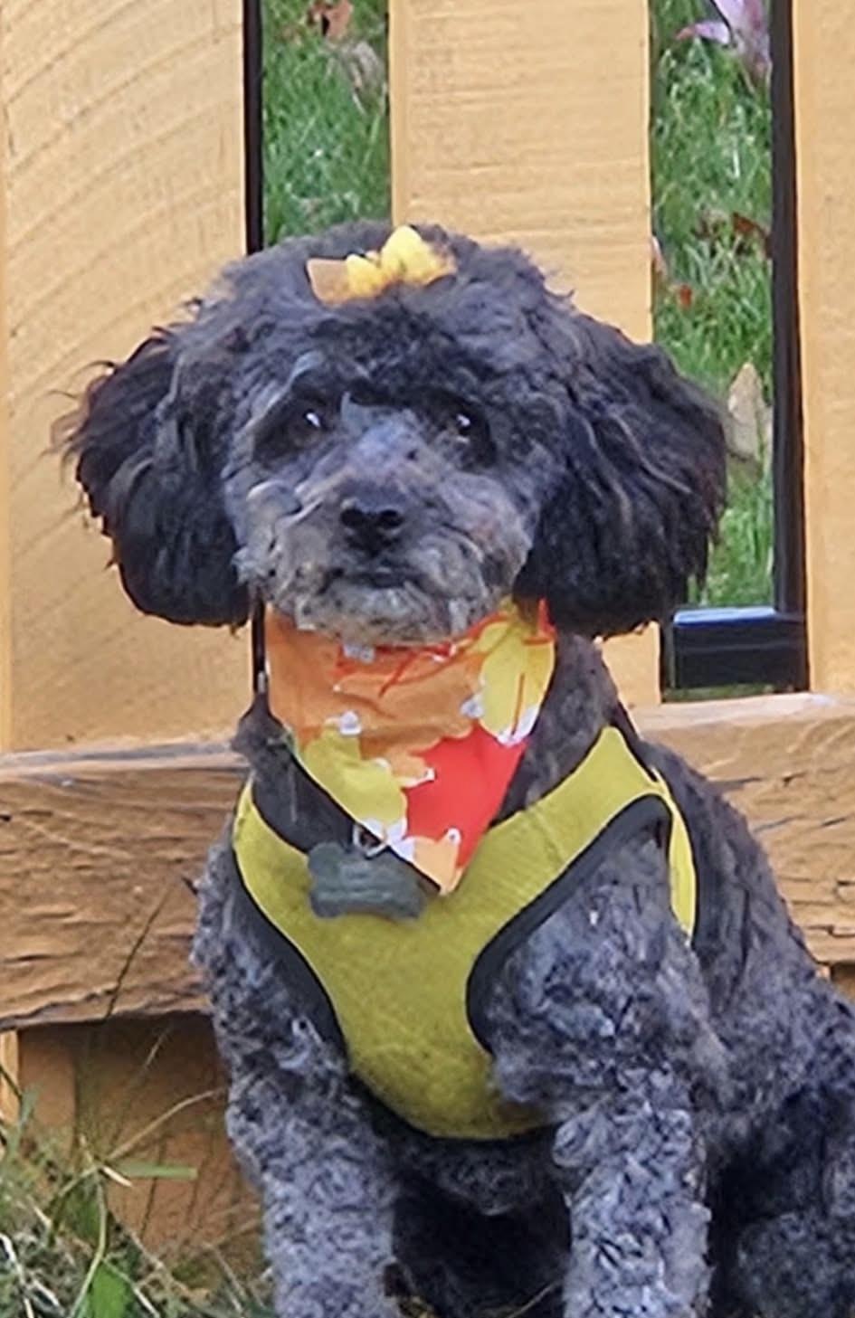 Junebug “Junie”, a Adoptable Poodle in Dayton, OH image 3/5