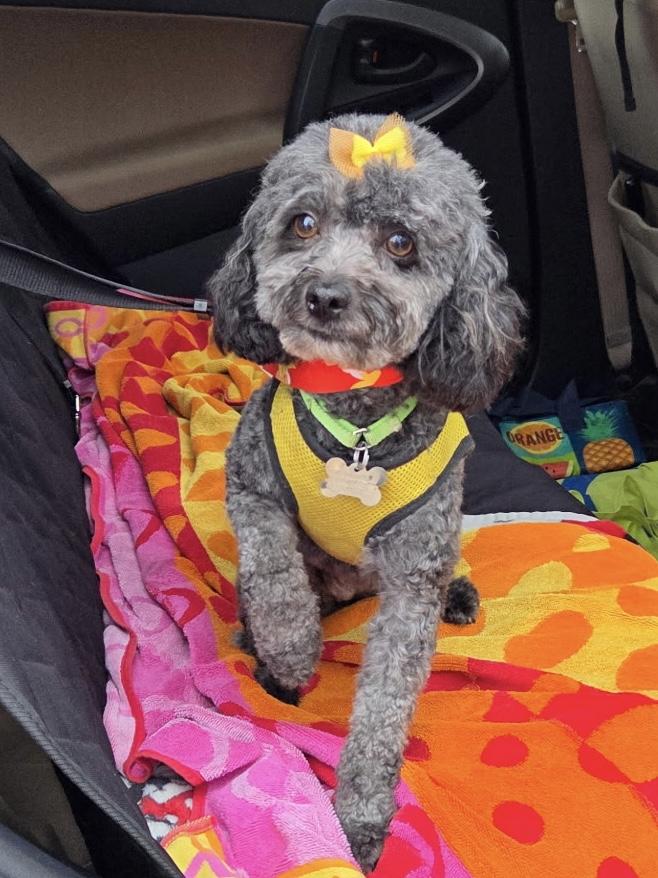 Junebug “Junie”, a Adoptable Poodle in Dayton, OH image 4/5