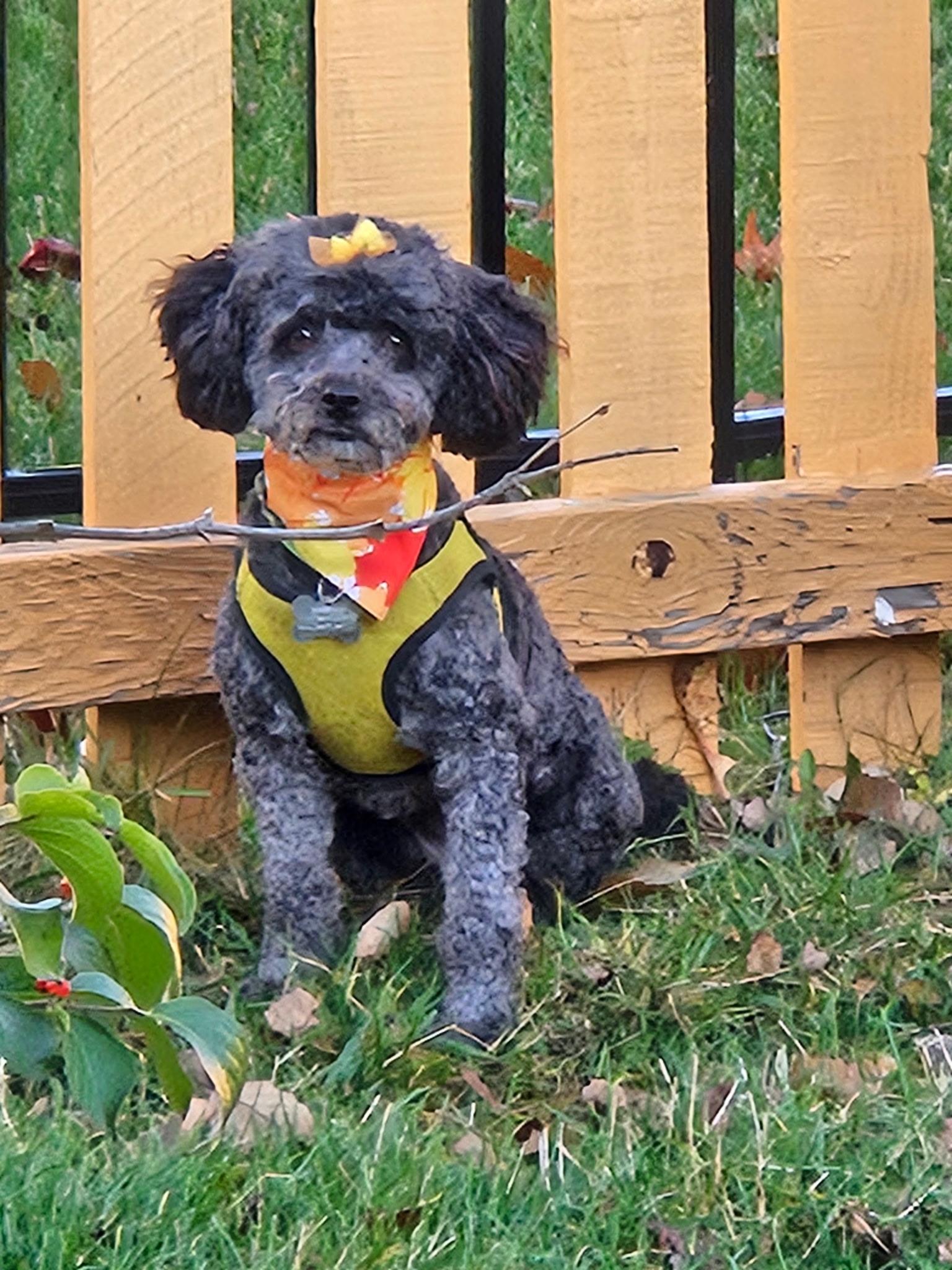 Junebug “Junie”, a Adoptable Poodle in Dayton, OH image 5/5