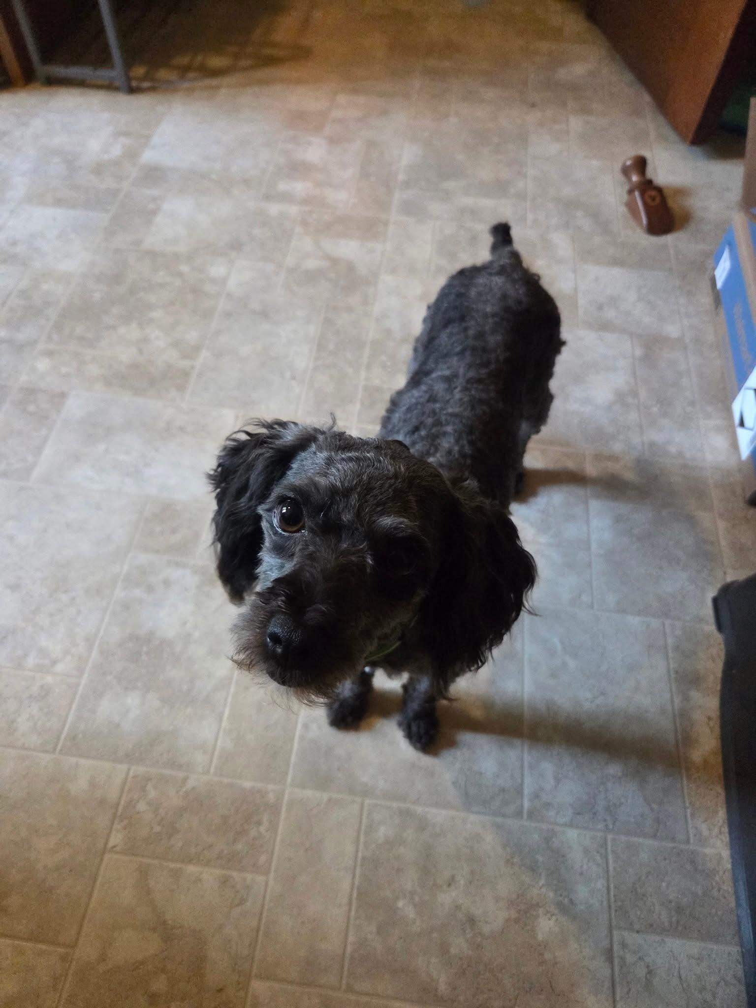 Junebug “Junie”