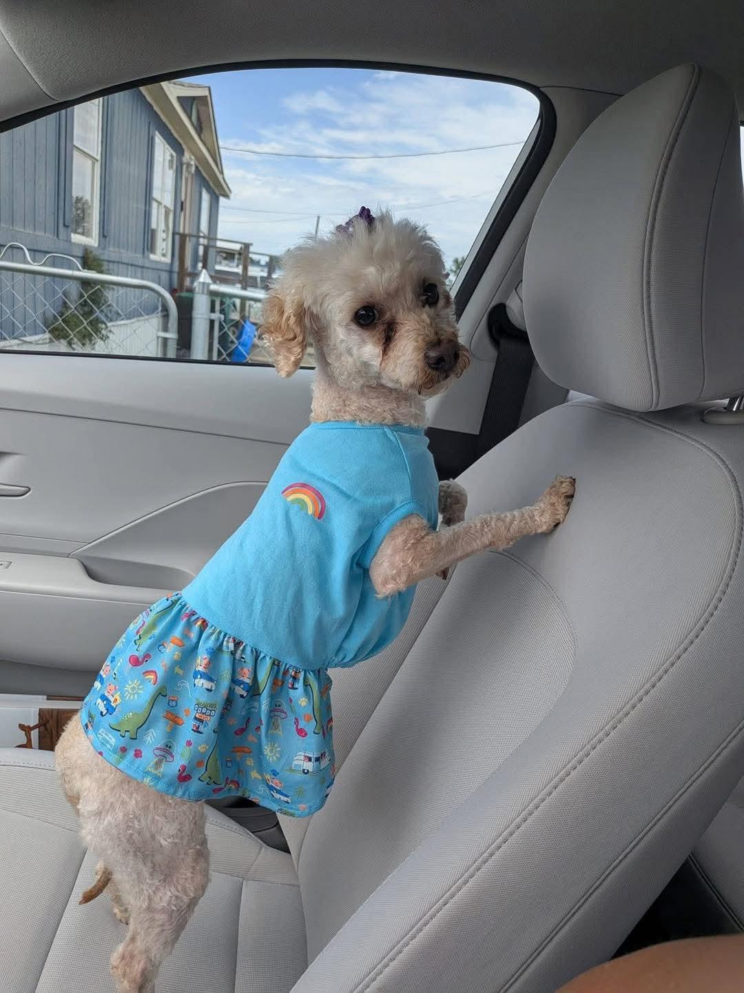 Ellie, adopted, Adult Female Miniature Poodle.