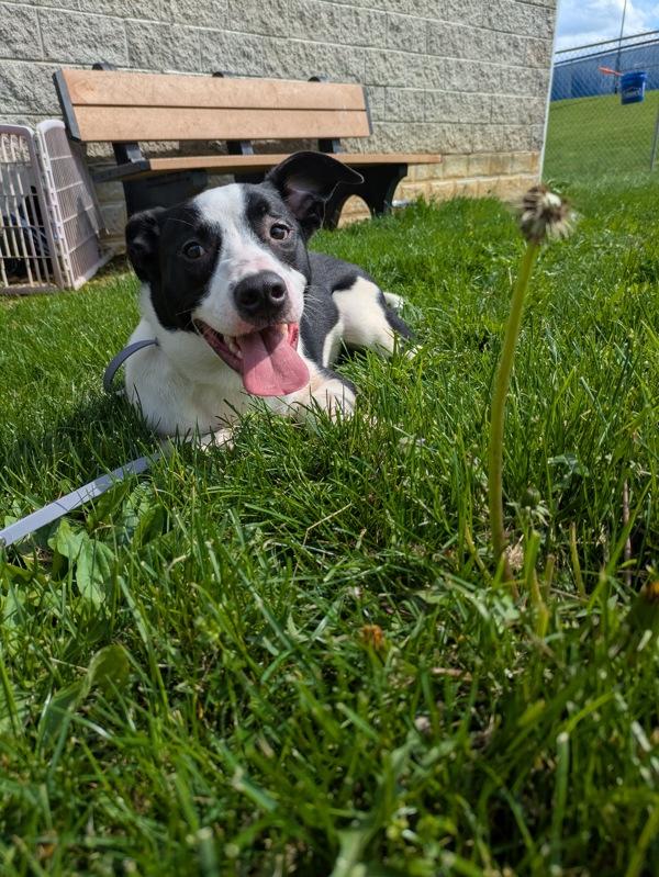 Enlarge Doodad, a Adoptable mixed breed in Lancaster, OH image 1/1