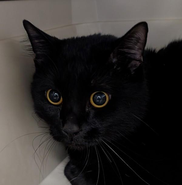 Eclipse, Adoptable, Adult Male Domestic Short Hair.