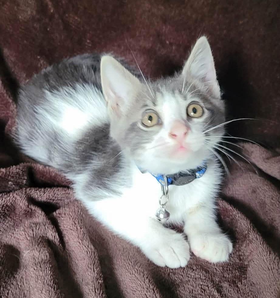 Enlarge Gizmo2, a Adoptable mixed breed in New Braunfels, TX image 3/4