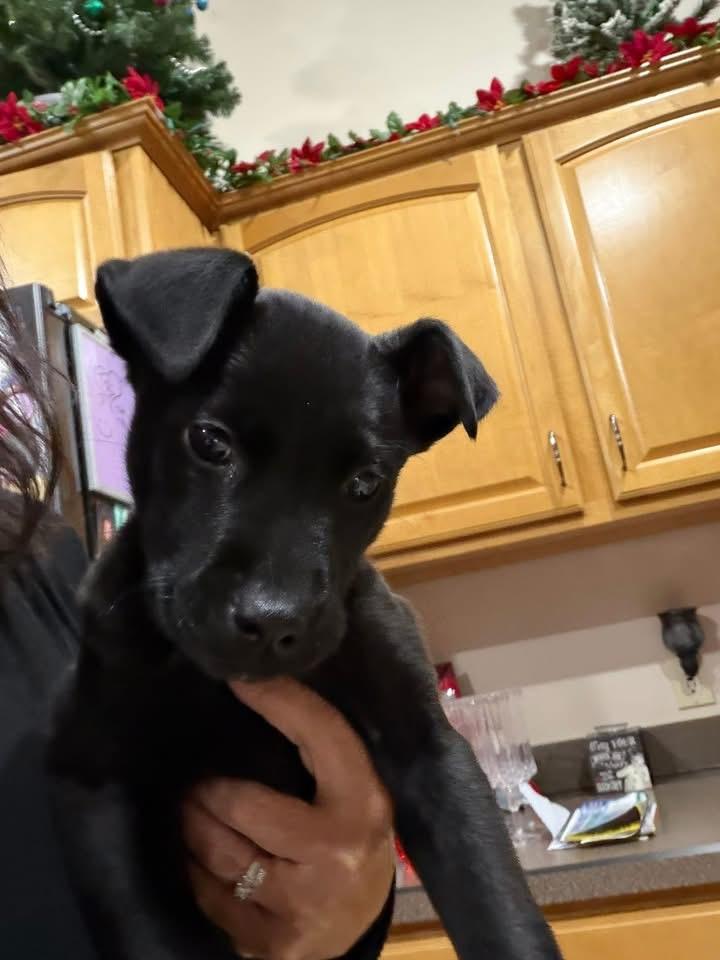 Enlarge Liam, a ADOPTABLE mixed breed in Akron, NY image 2/2