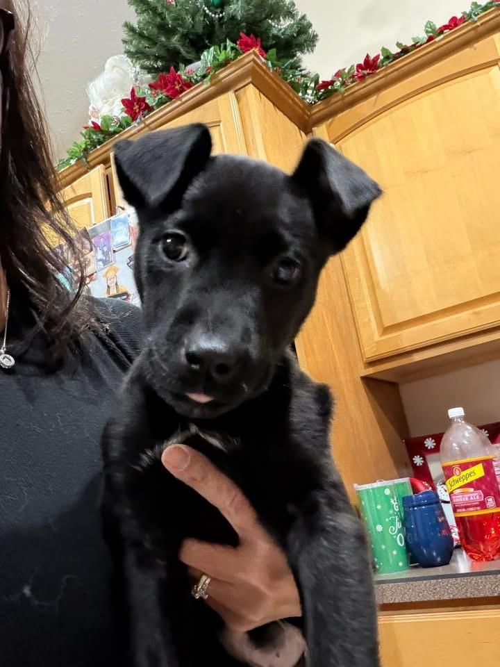 Enlarge Liam, a ADOPTABLE mixed breed in Akron, NY image 1/2