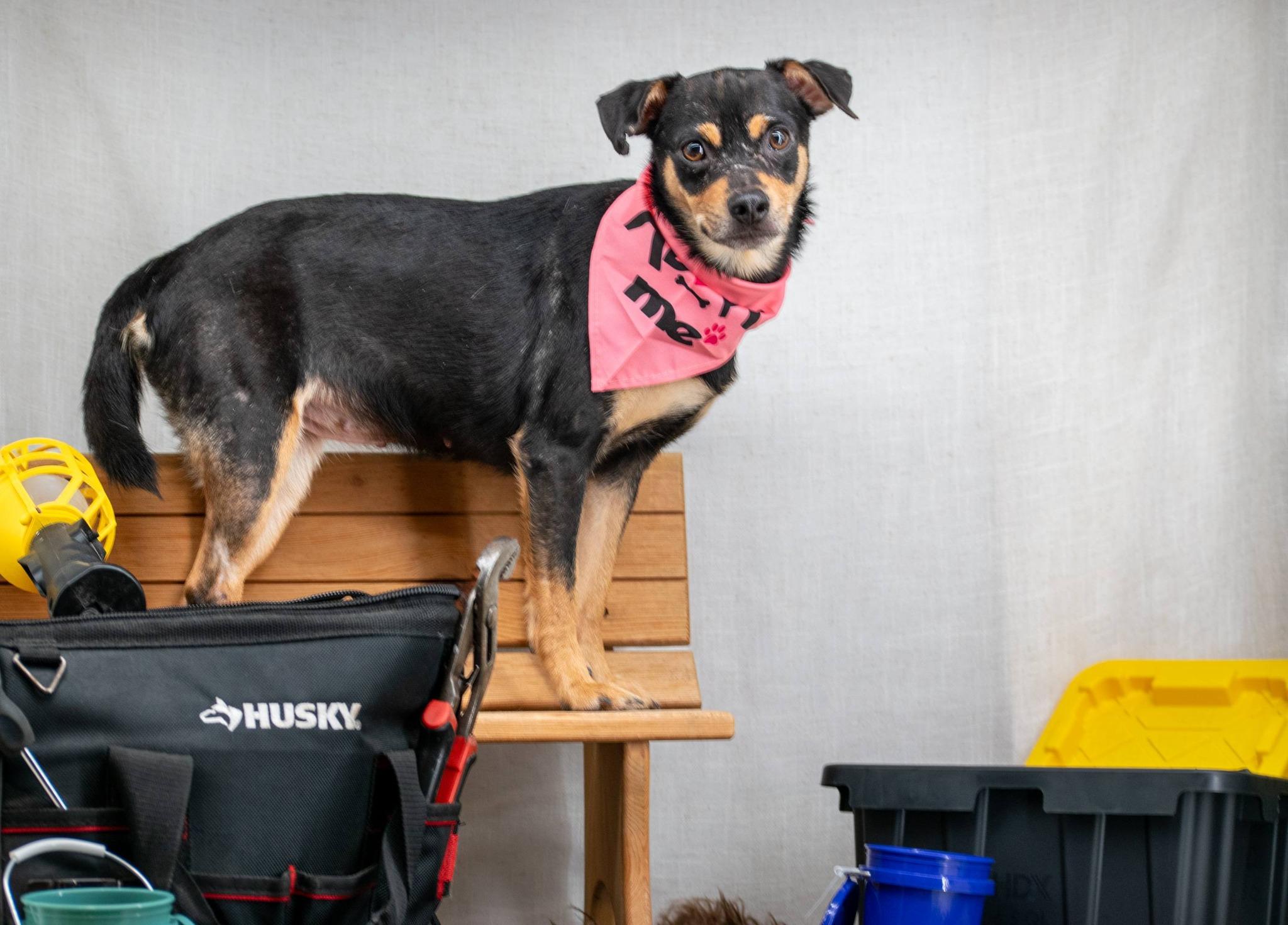 Enlarge Stud Finder, a ADOPTABLE mixed breed in Sevierville, TN image 3/4