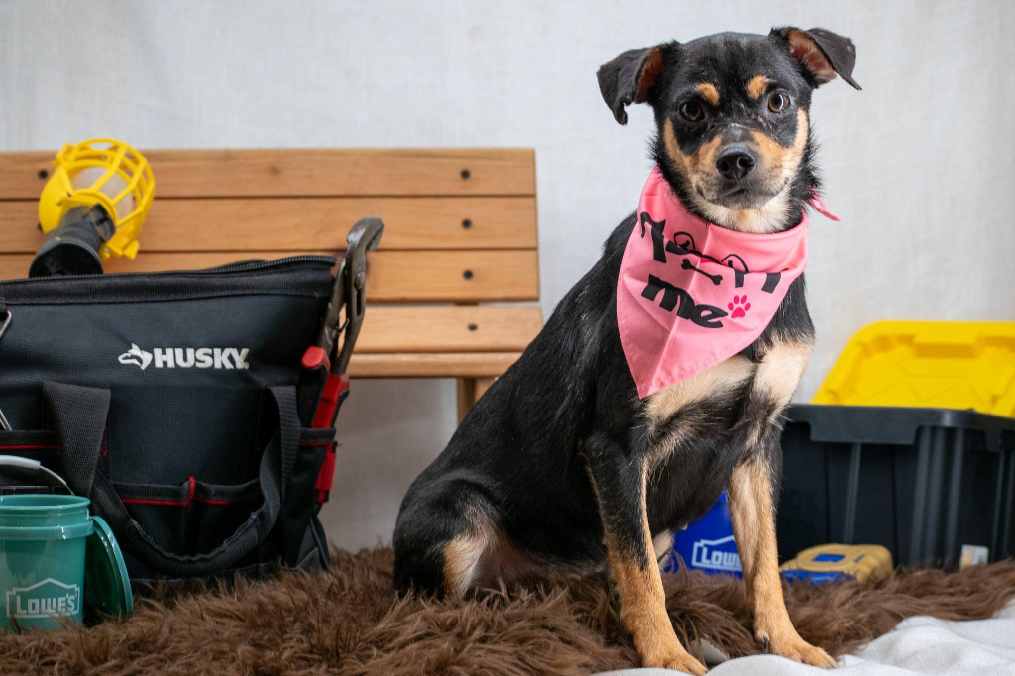 Enlarge Stud Finder, a ADOPTABLE mixed breed in Sevierville, TN image 4/4