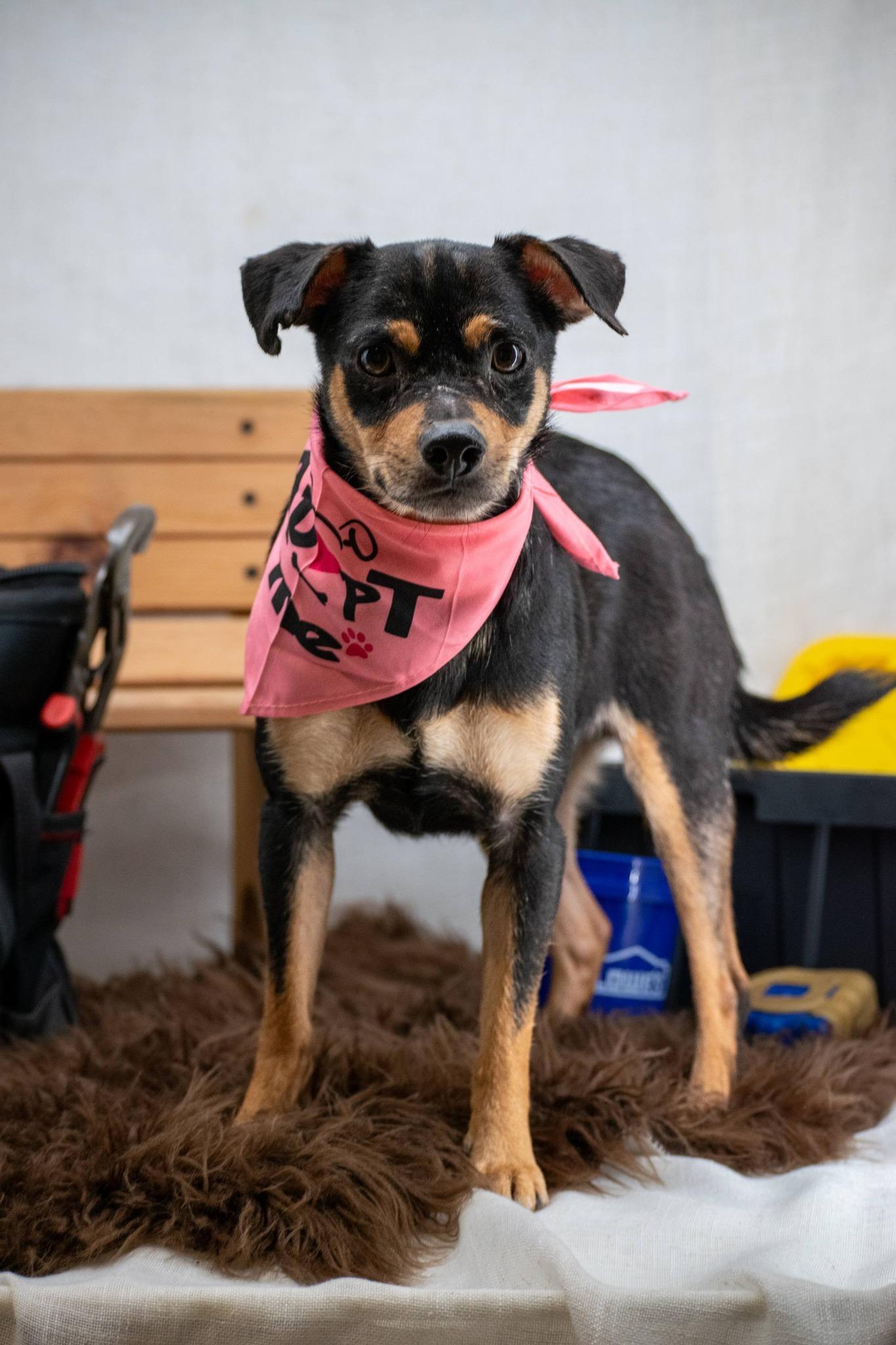 Enlarge Stud Finder, a ADOPTABLE mixed breed in Sevierville, TN image 2/4