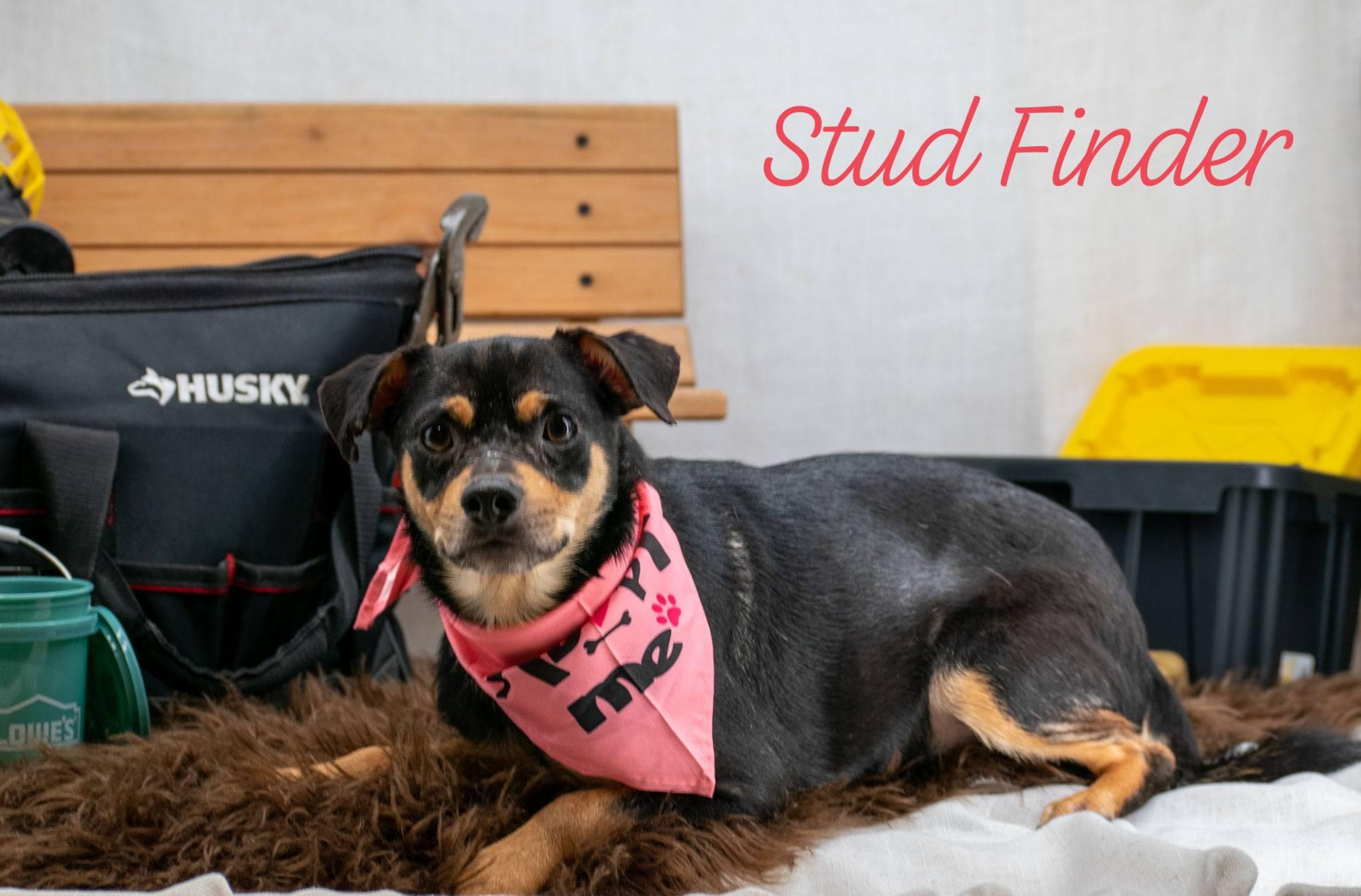 Enlarge Stud Finder, a ADOPTABLE mixed breed in Sevierville, TN image 1/4