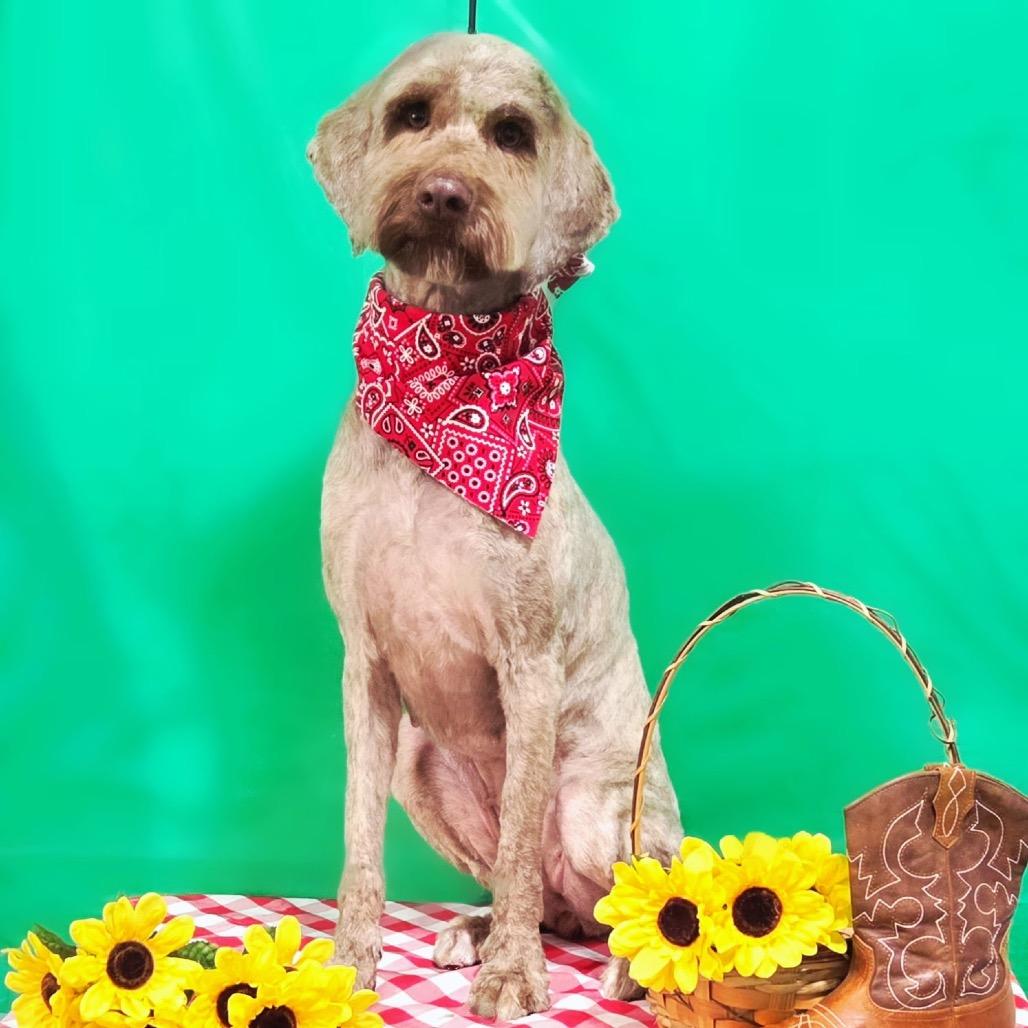 Enlarge NKY-Stray-290_2, a Adoptable mixed breed in Melbourne, KY image 1/1