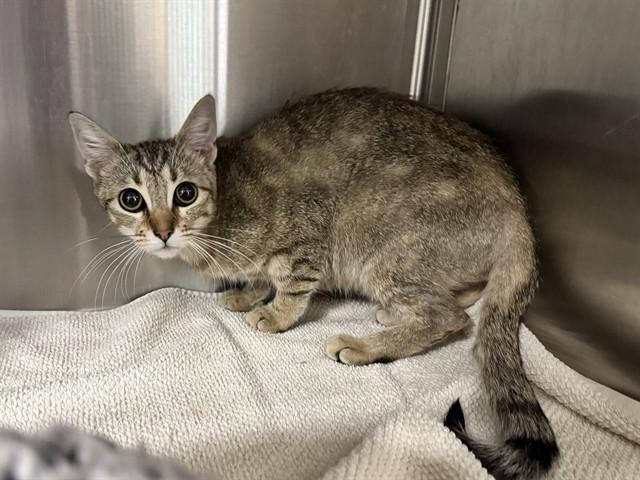 YOLKS, Adoptable, Young Female Domestic Short Hair.