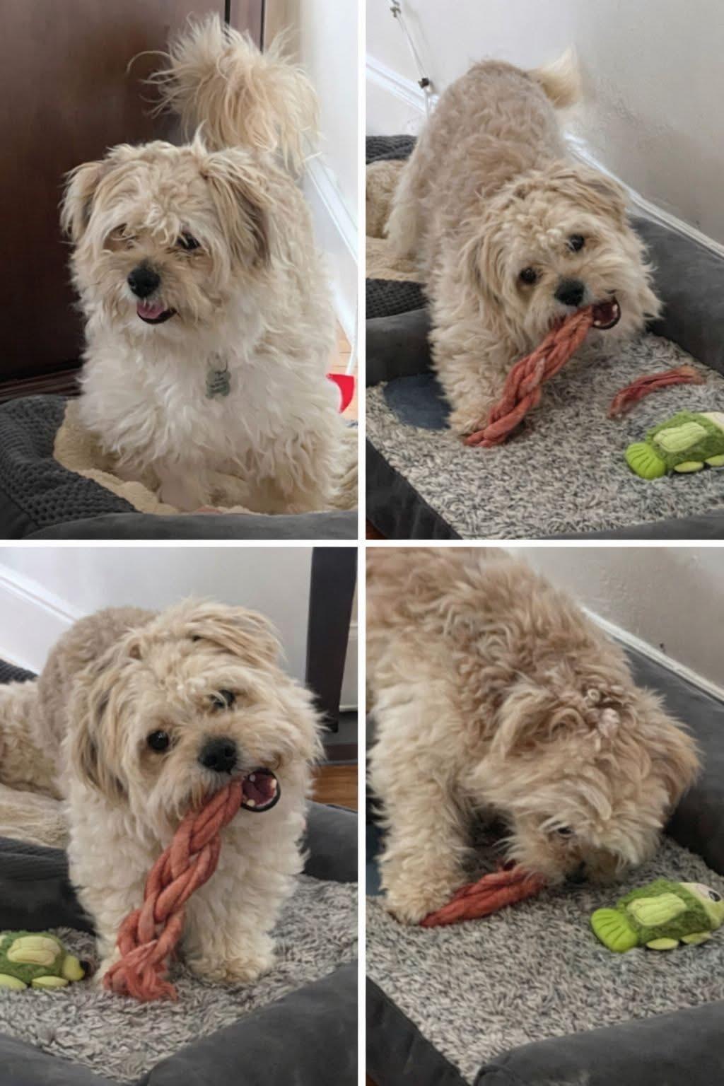 Hunter, adopted, Adult Male Havanese & Maltese.