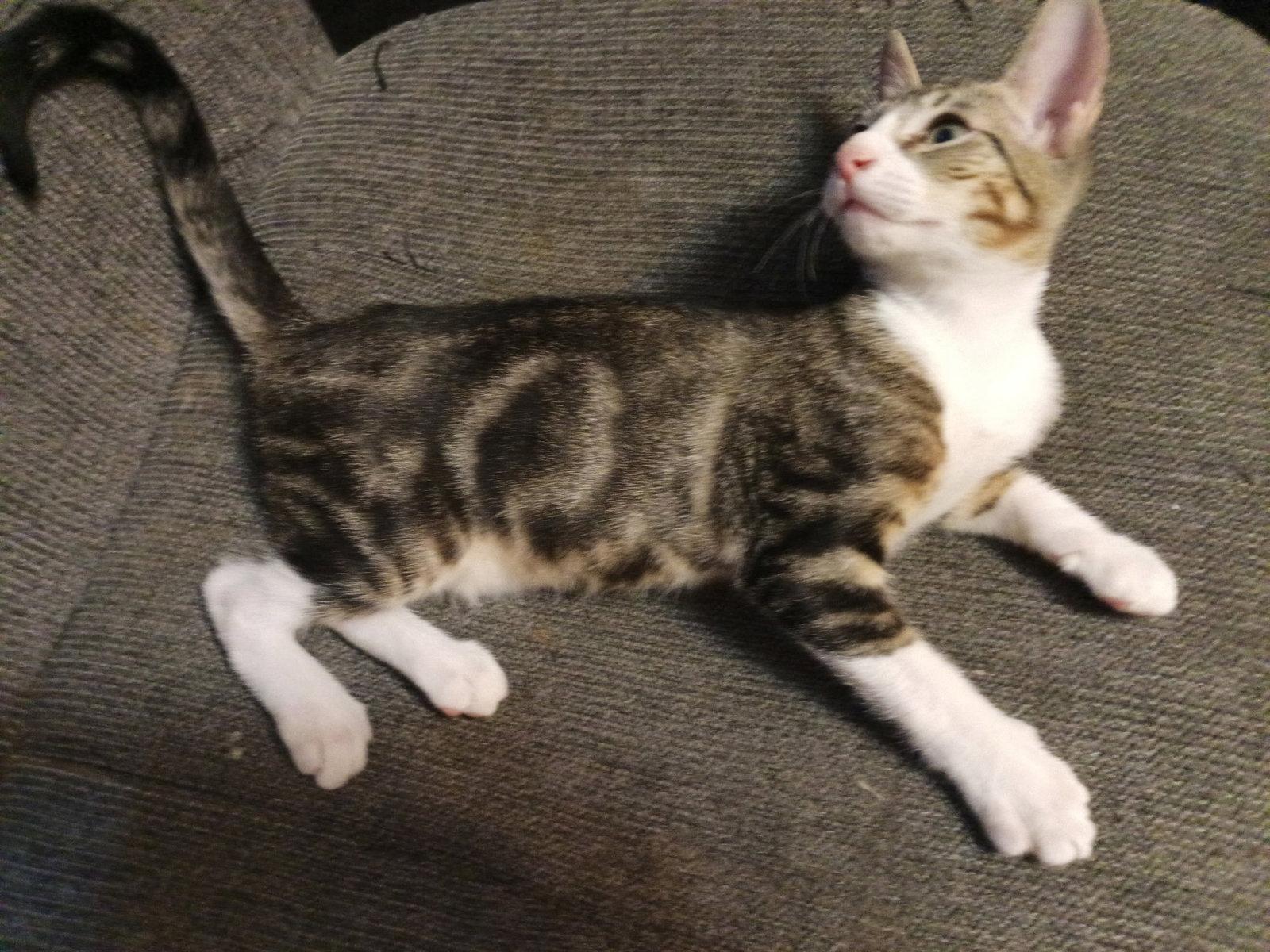 FELIX, Adoptable, Kitten Male Domestic Short Hair.