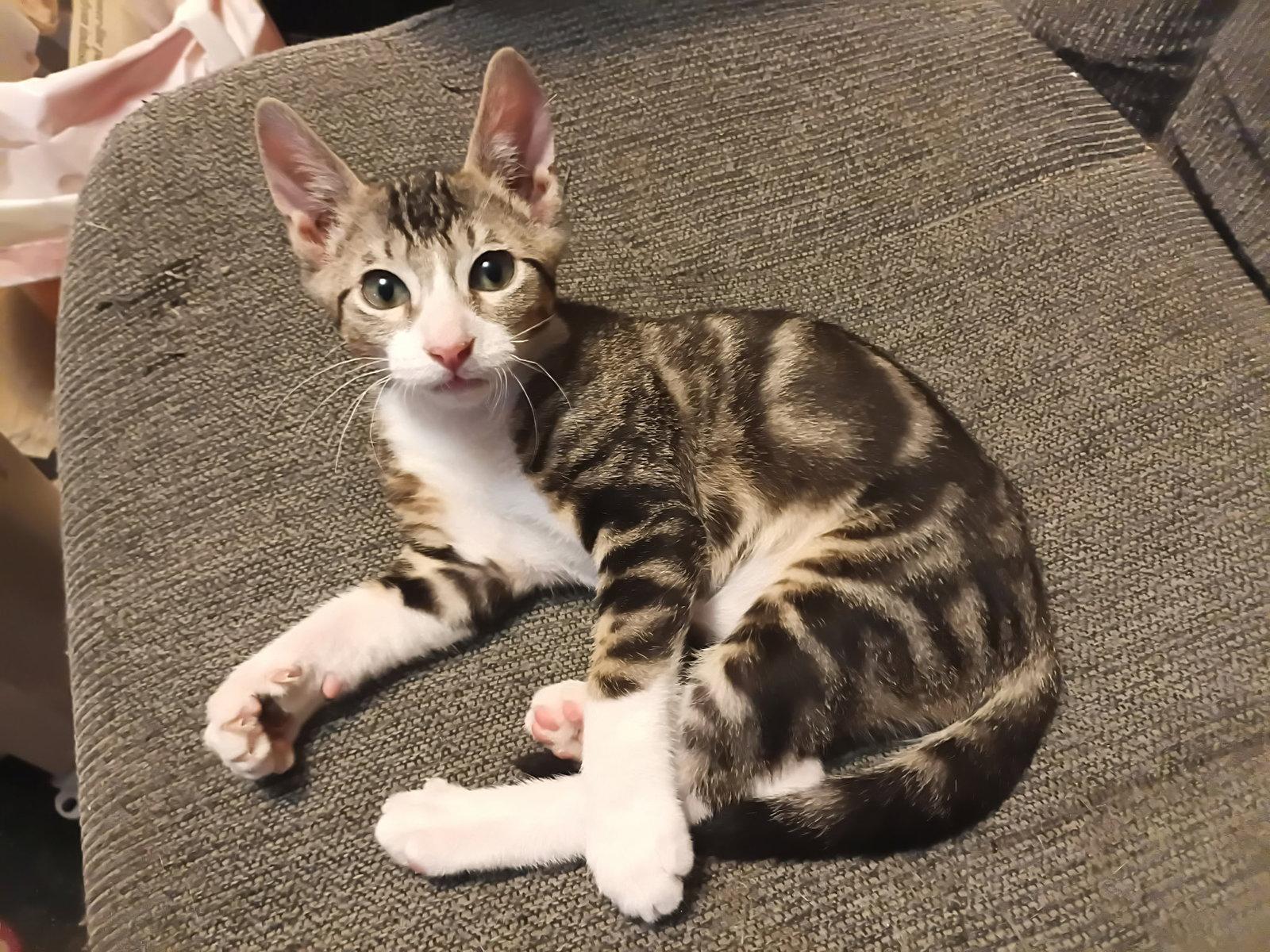FELIX, Adoptable, Kitten Male Domestic Short Hair.