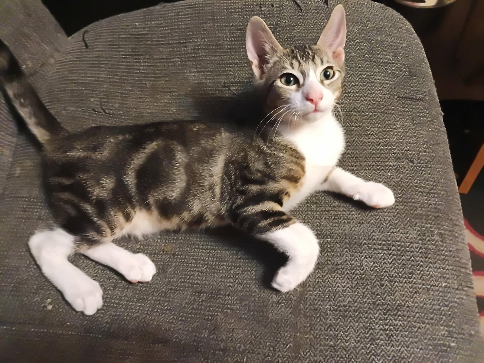 Enlarge FELIX, a Adoptable Domestic Short Hair in San Antonio, TX image 3/3