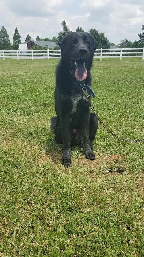 Enlarge MARVIN!, a Adoptable mixed breed in Owensboro, KY image 6/9