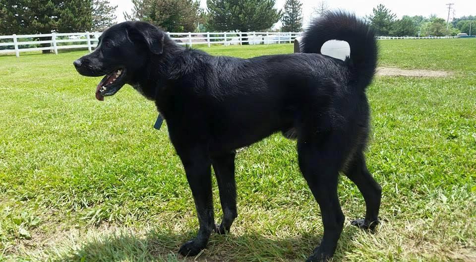 Enlarge MARVIN!, a Adoptable mixed breed in Owensboro, KY image 7/9