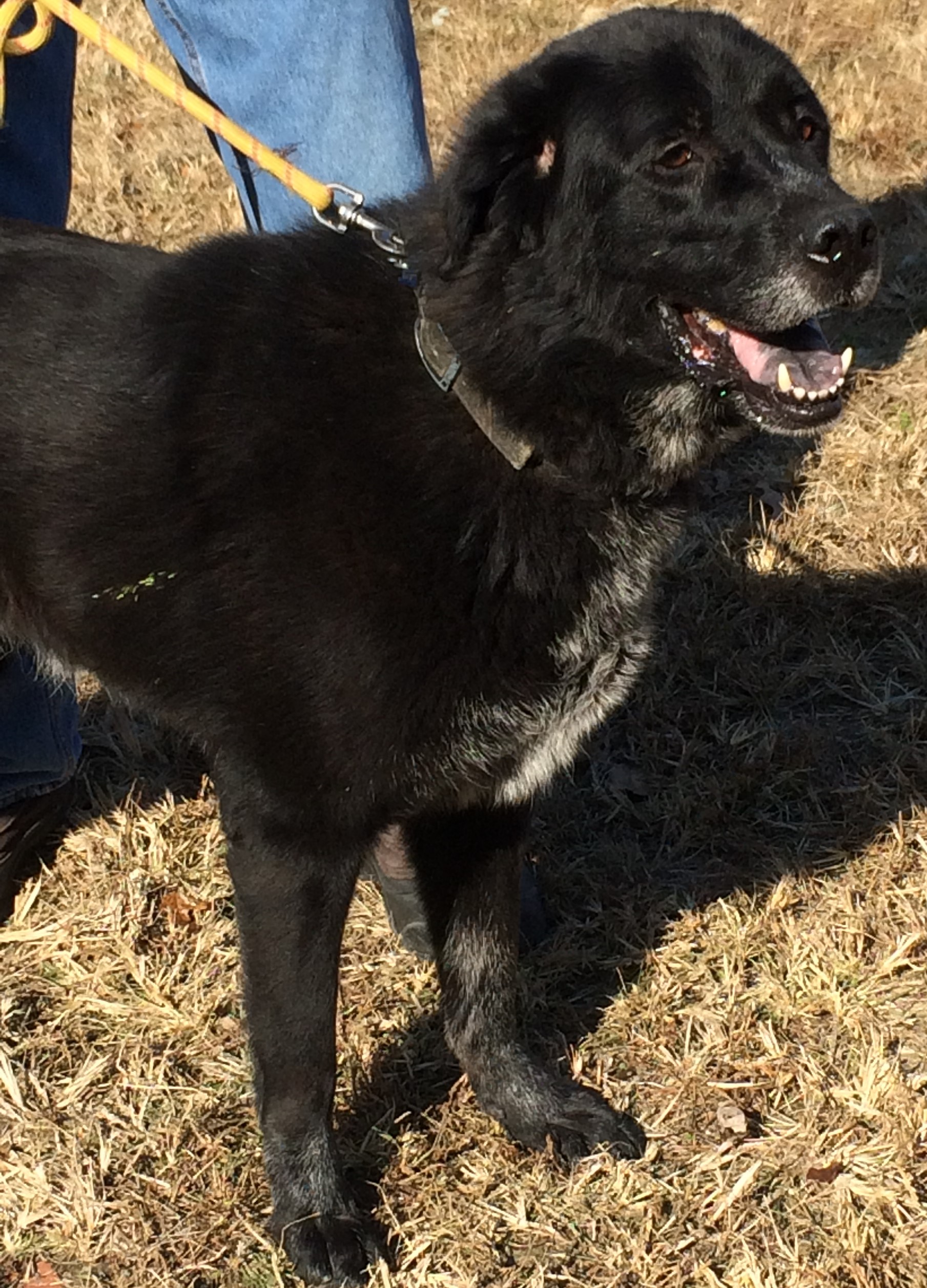 Enlarge MARVIN!, a Adoptable mixed breed in Owensboro, KY image 1/9