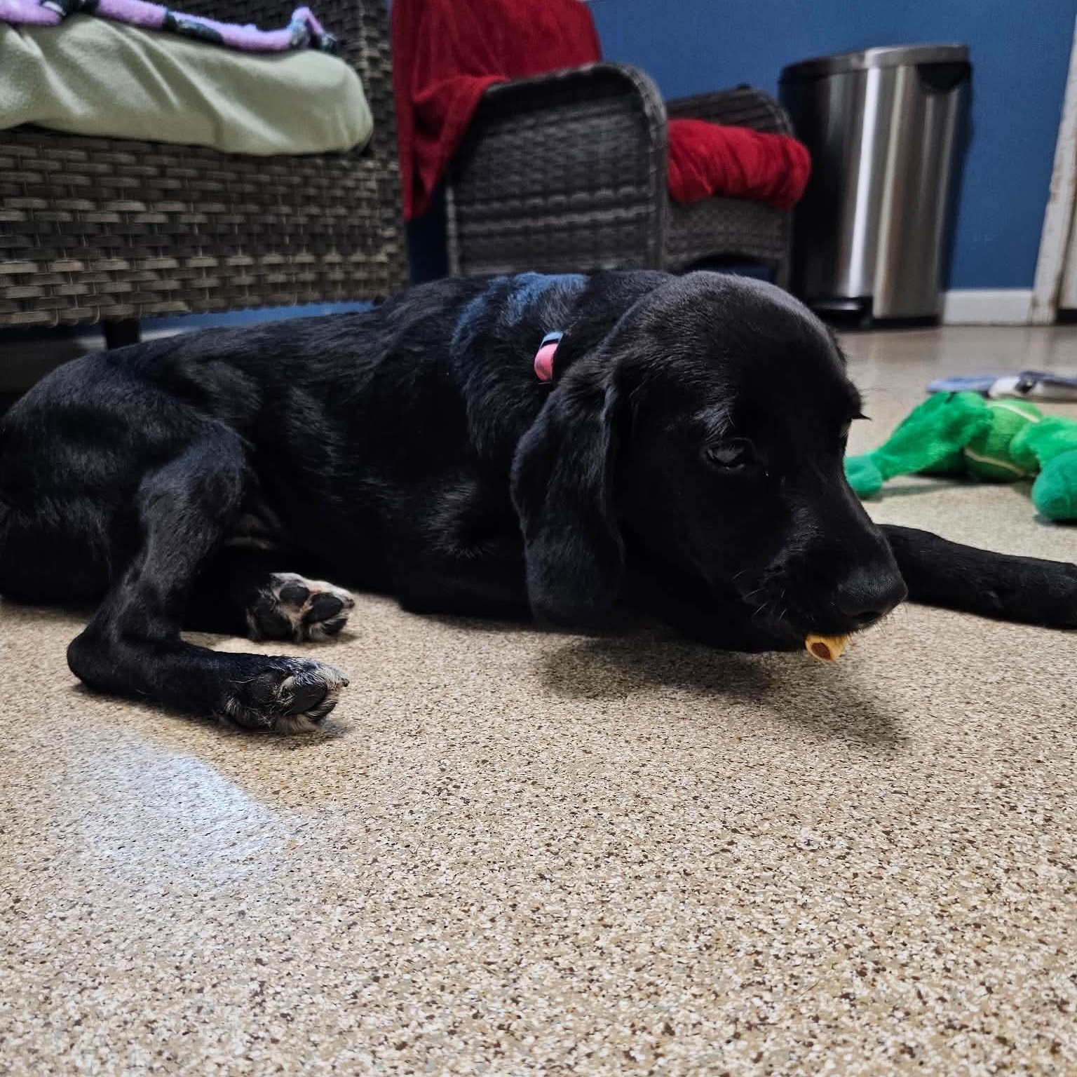 Enlarge Charleston, a Adoptable Black Labrador Retriever in Sunderland, MD image 2/3
