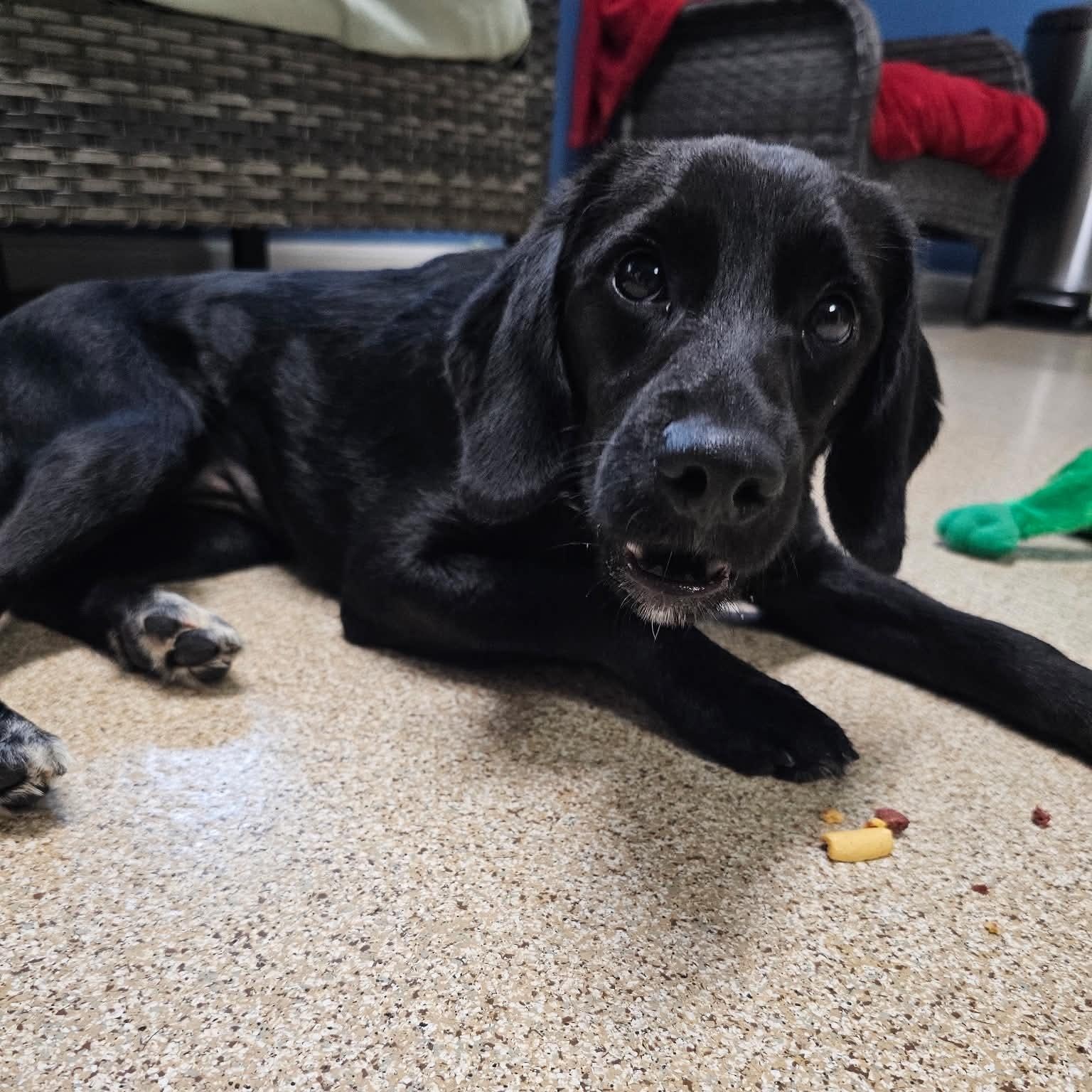 Charleston, Adoptable, Young Female Black Labrador Retriever.