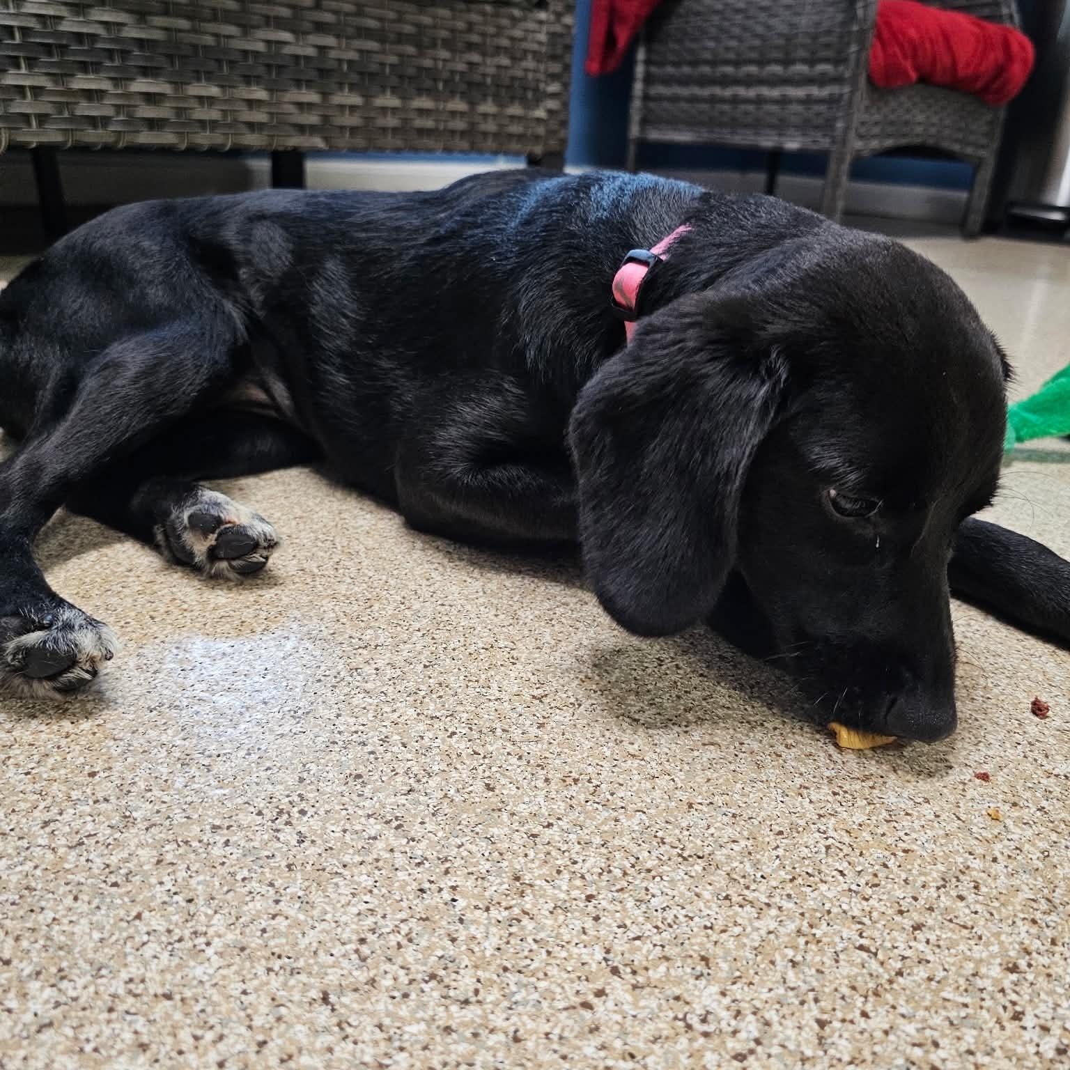 Enlarge Charleston, a Adoptable Black Labrador Retriever in Sunderland, MD image 3/3
